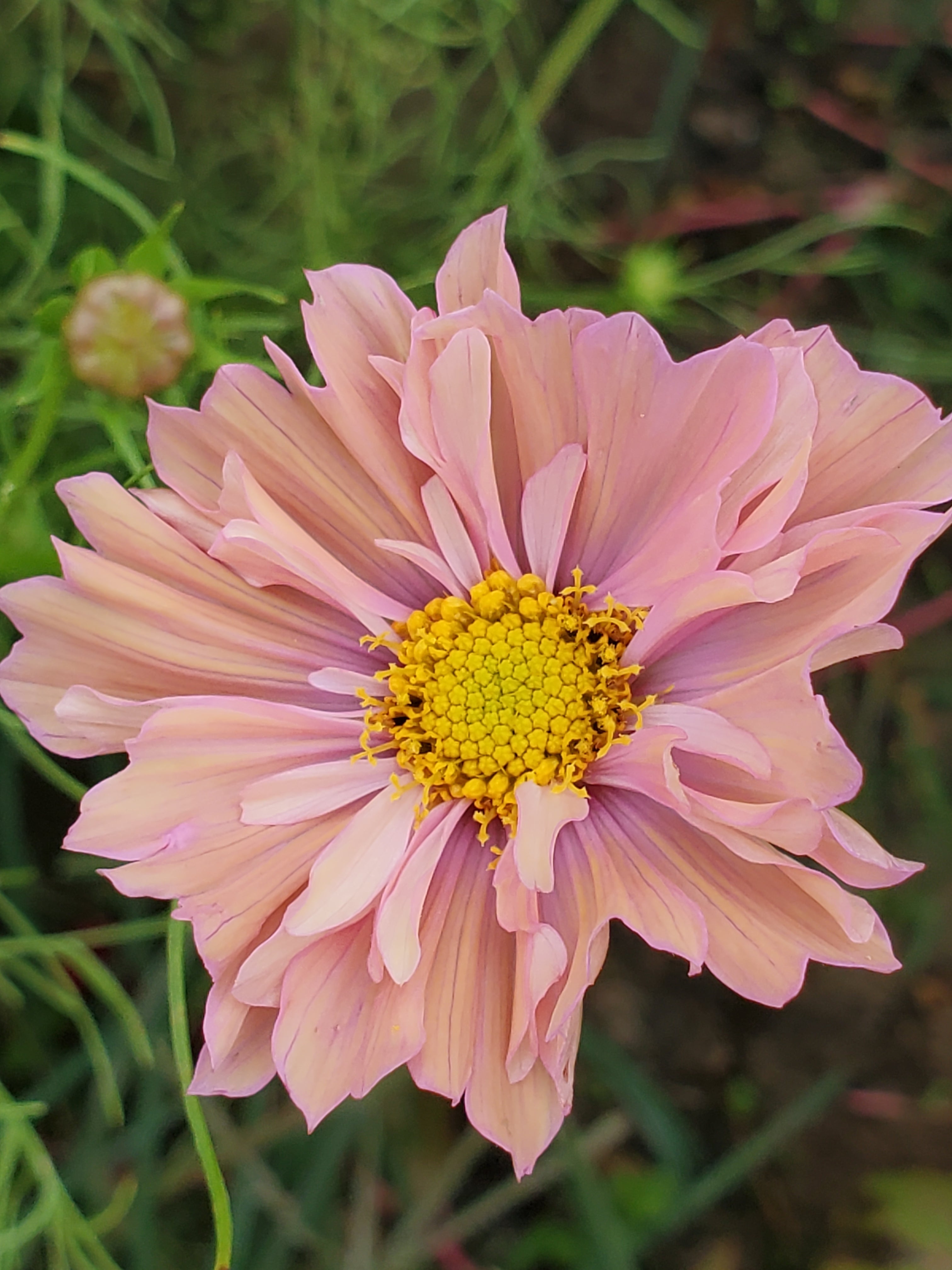 Cosmos – Wind Haven Farm