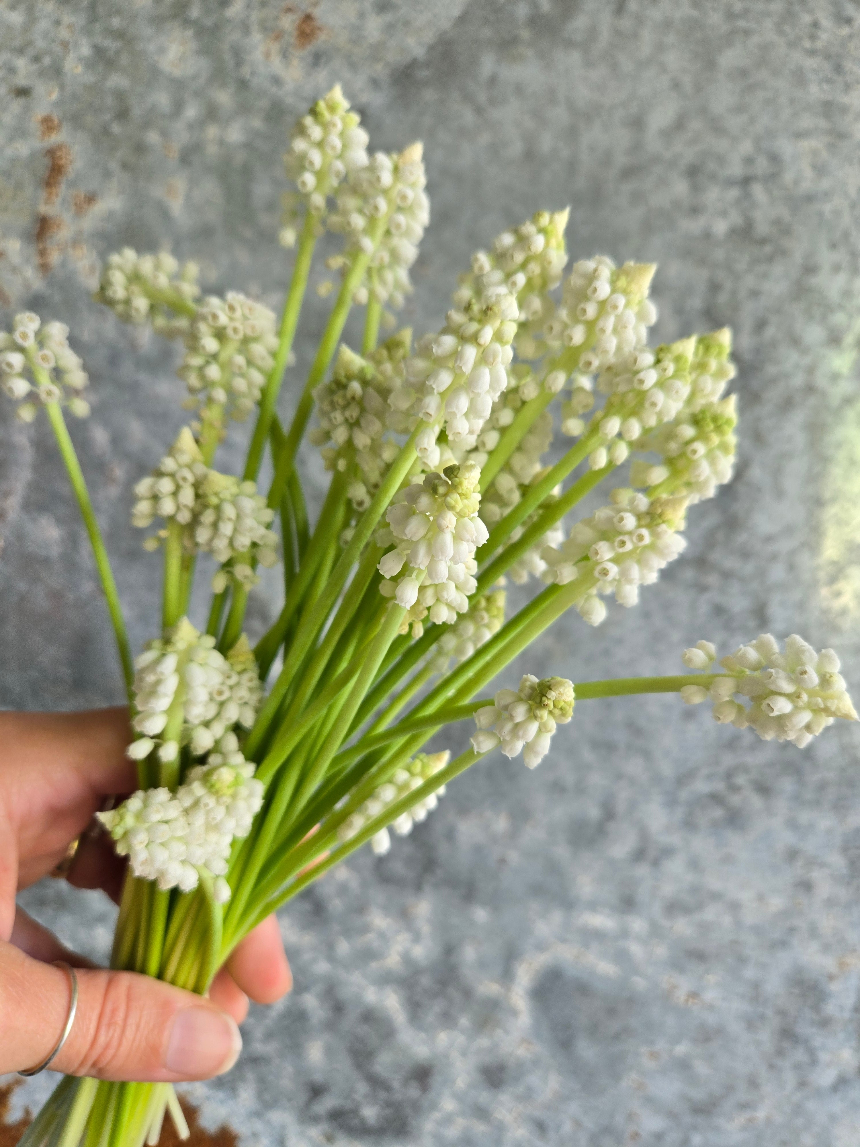 Muscari