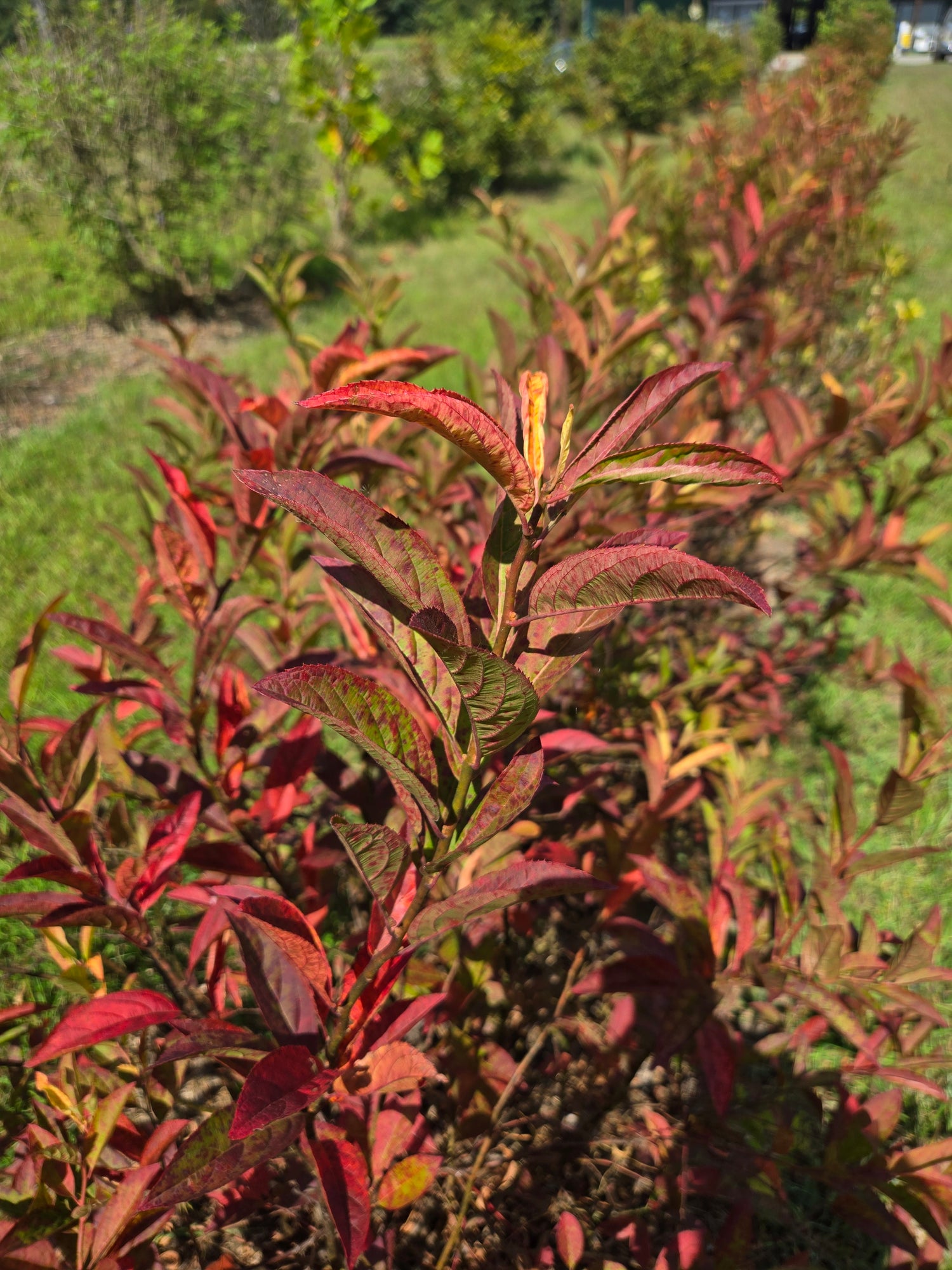 Itea- Foliage