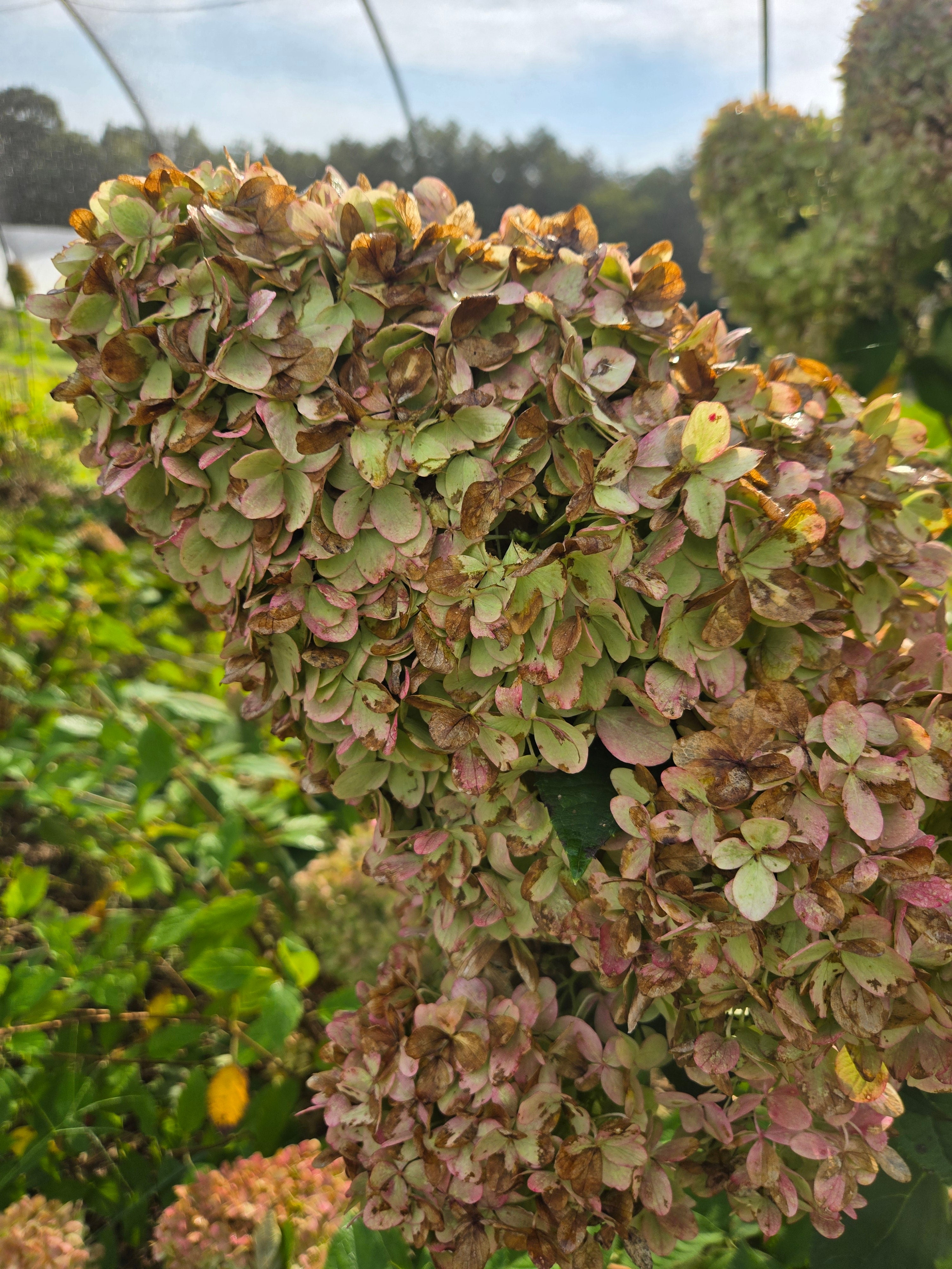 Hydrangea