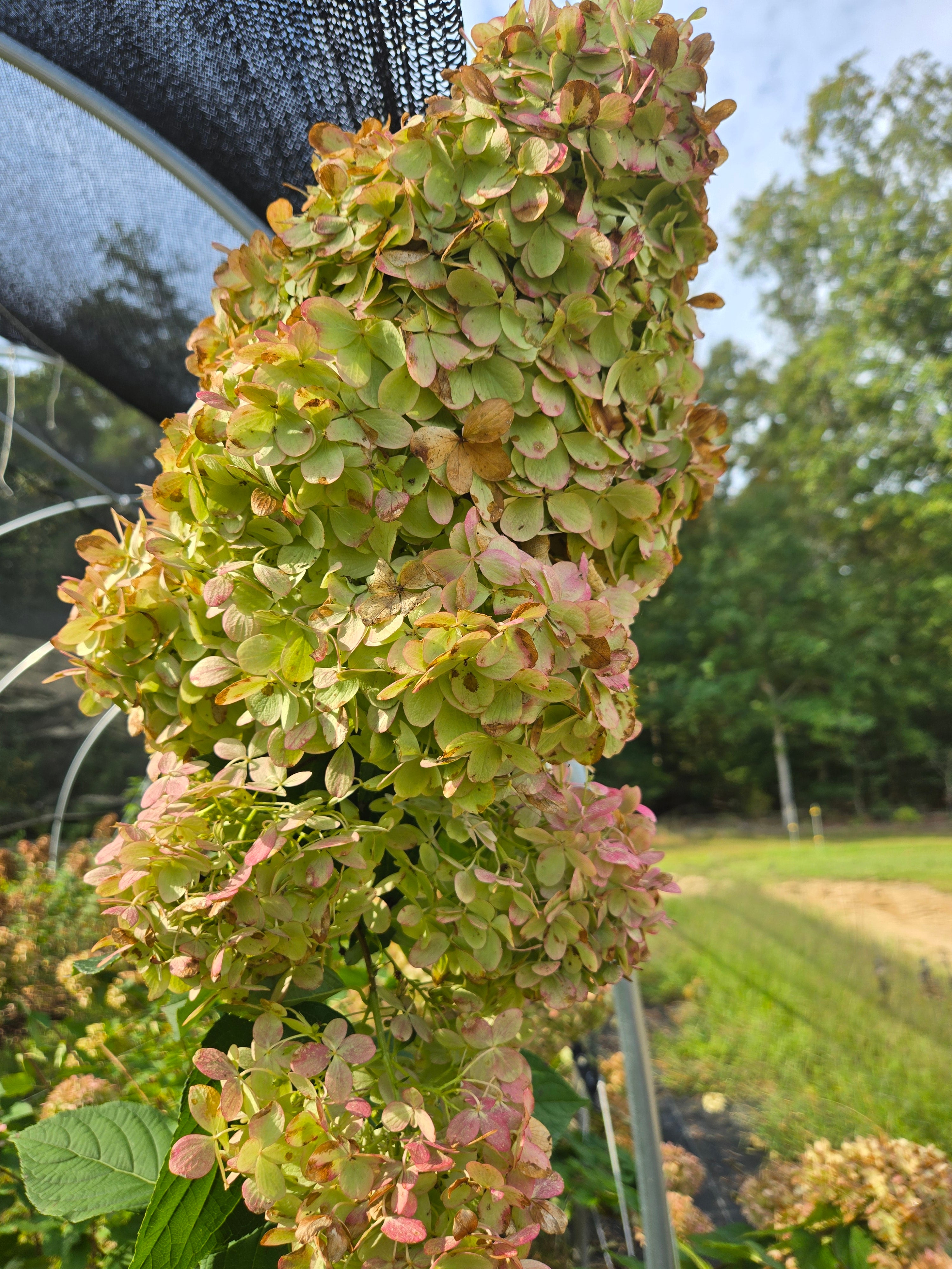 Hydrangea