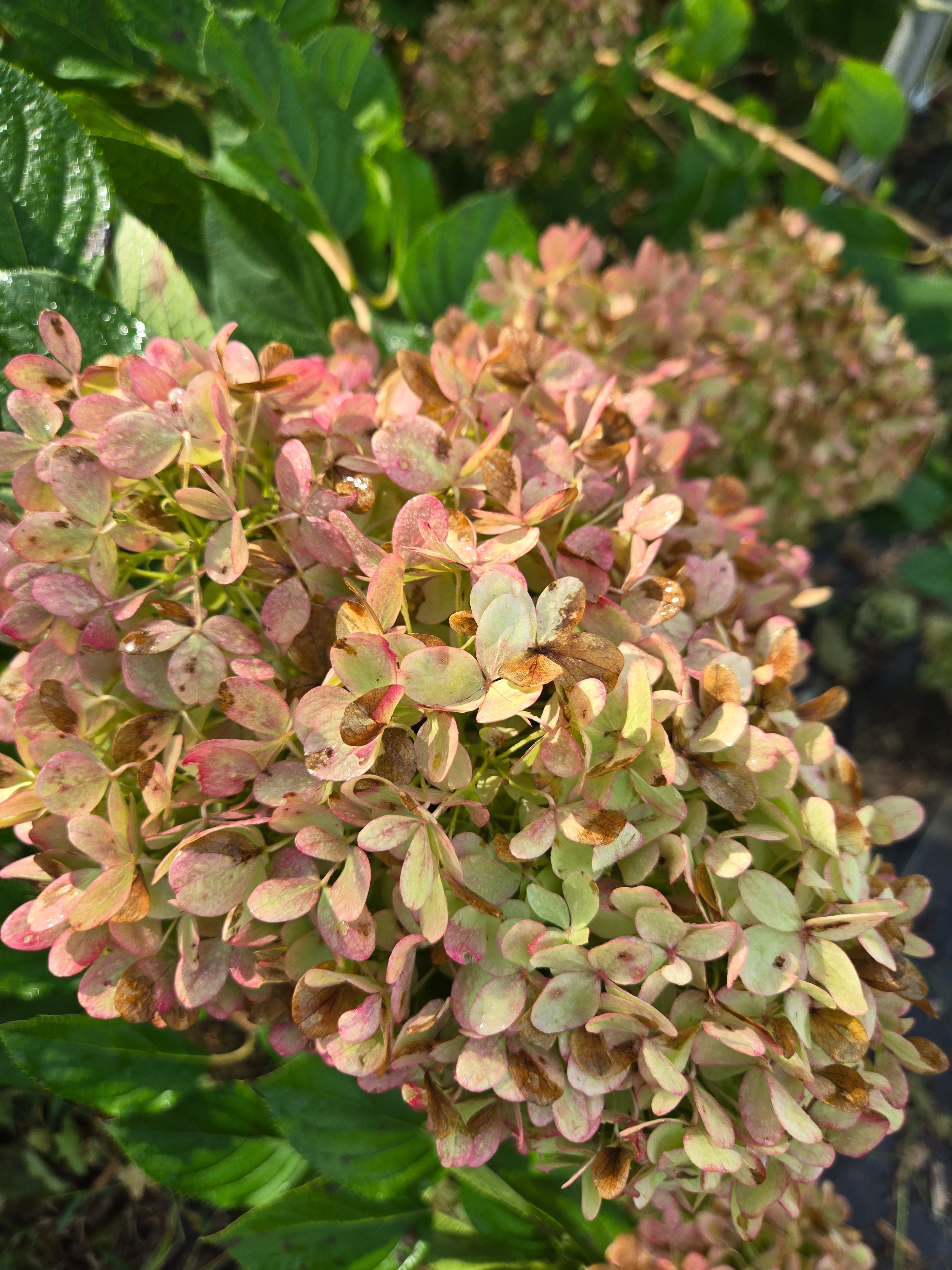 Hydrangea