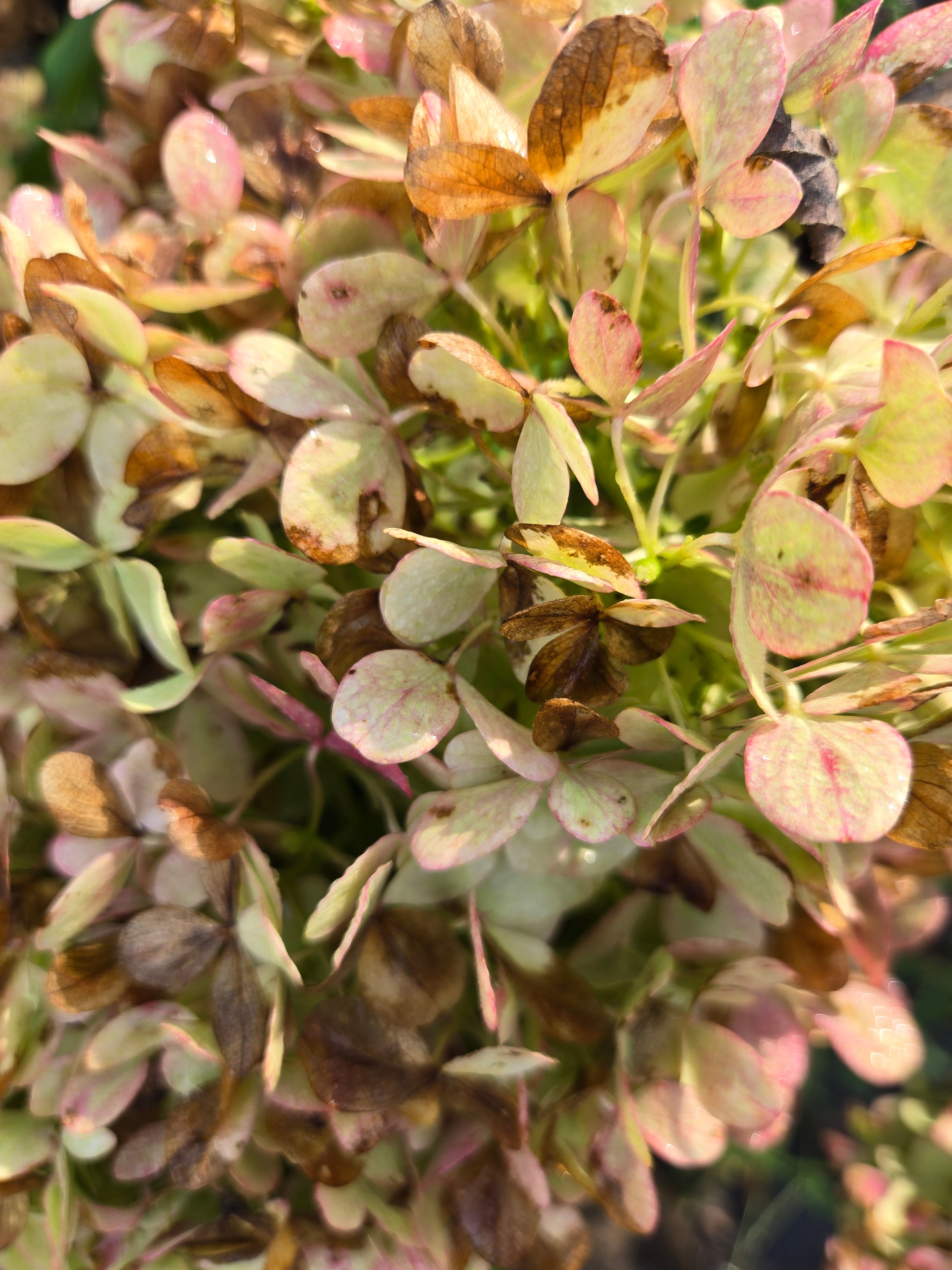 Hydrangea