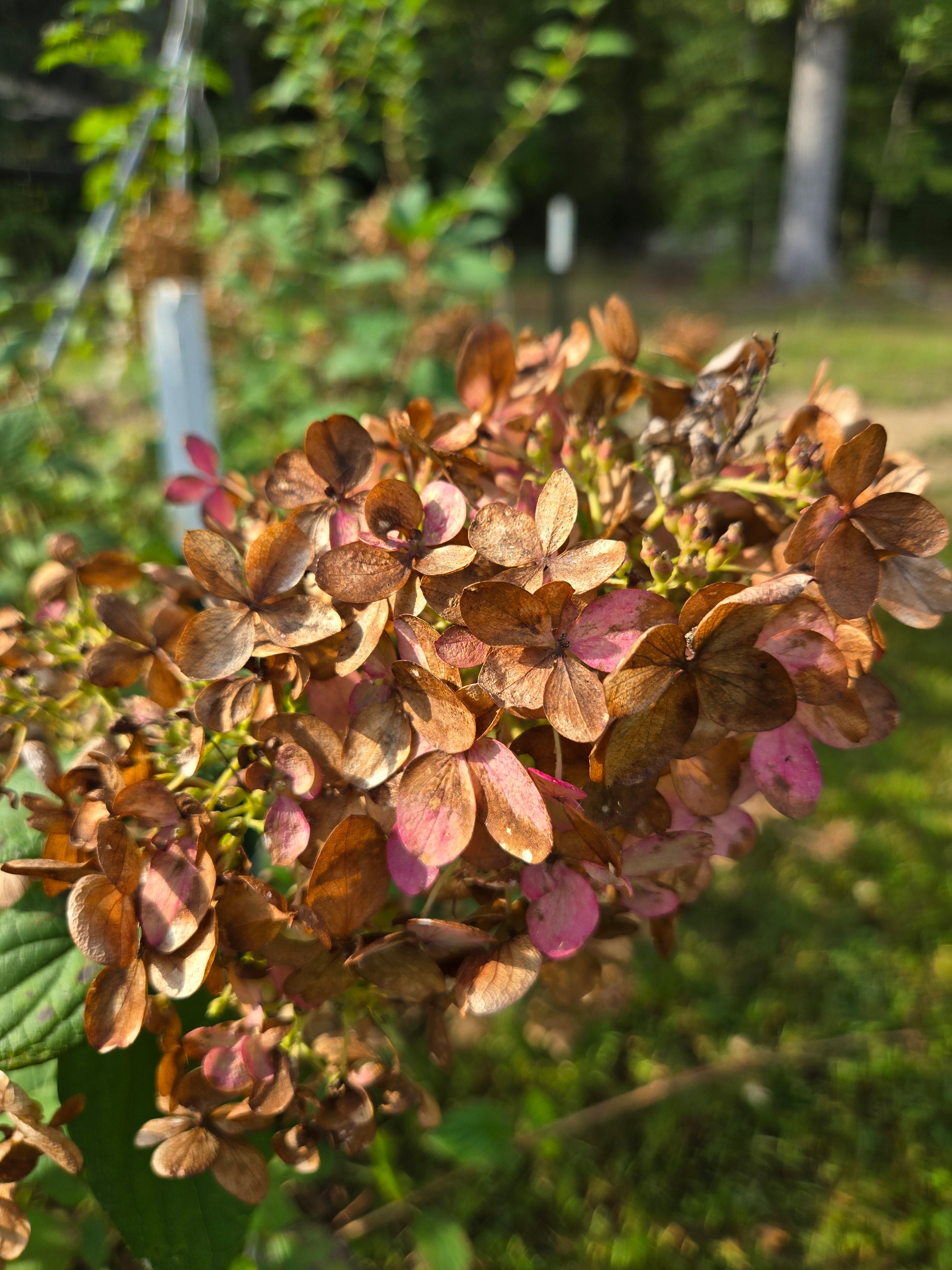 Hydrangea