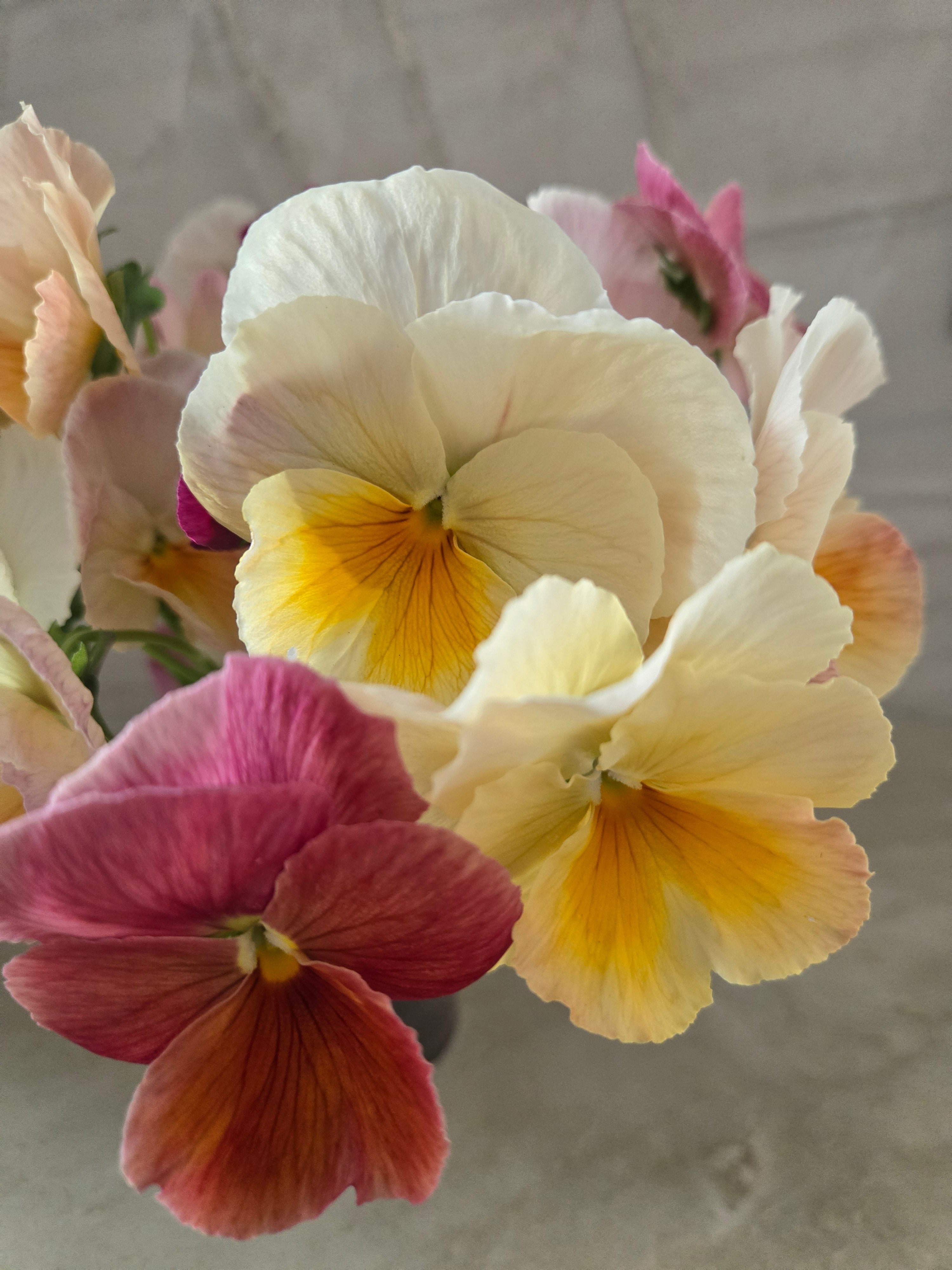 Pansy- Mix Imperial Antique & Sweet Pea Mix- Cutting Pansies