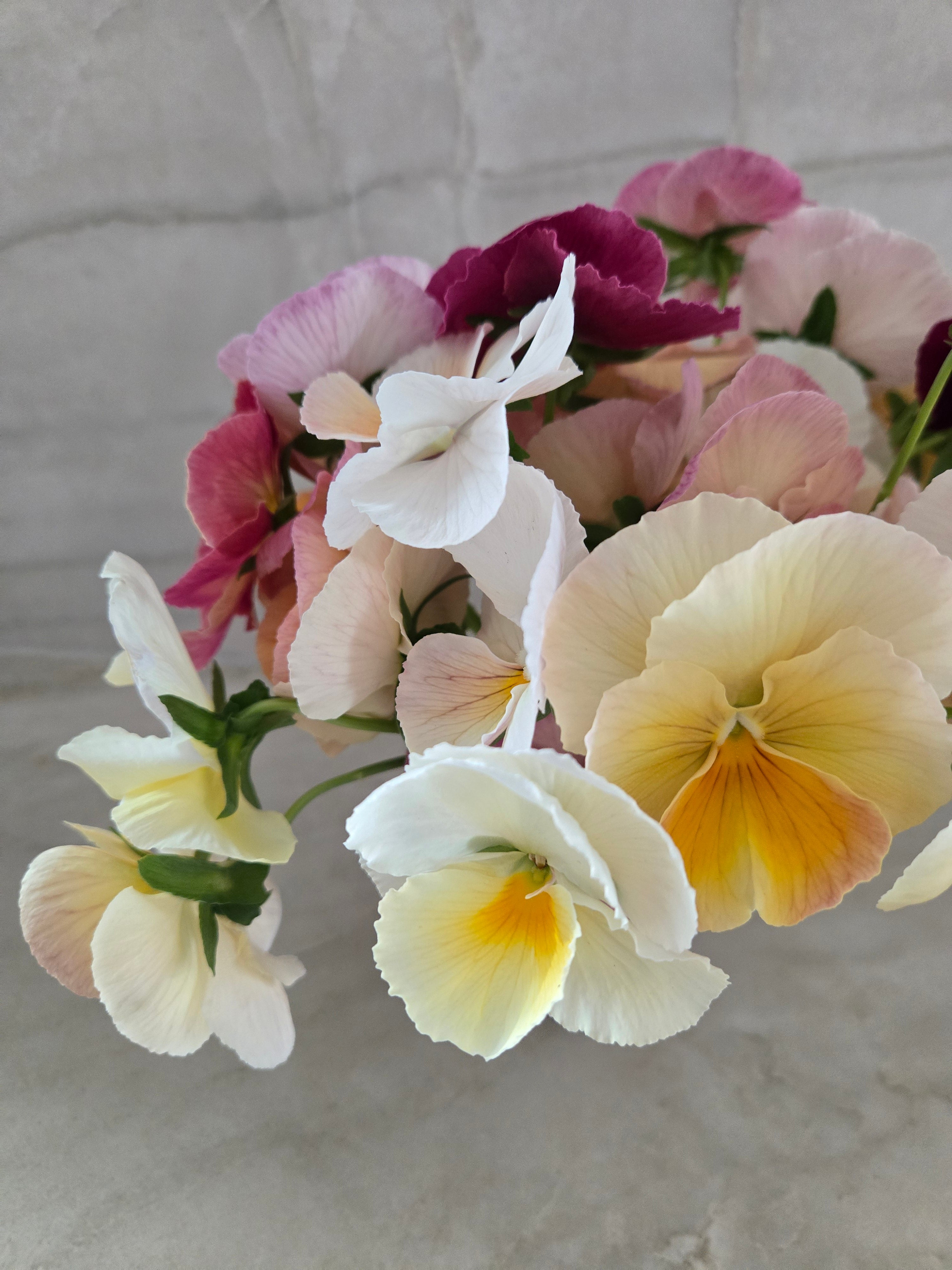 Pansy- Mix Imperial Antique & Sweet Pea Mix- Cutting Pansies