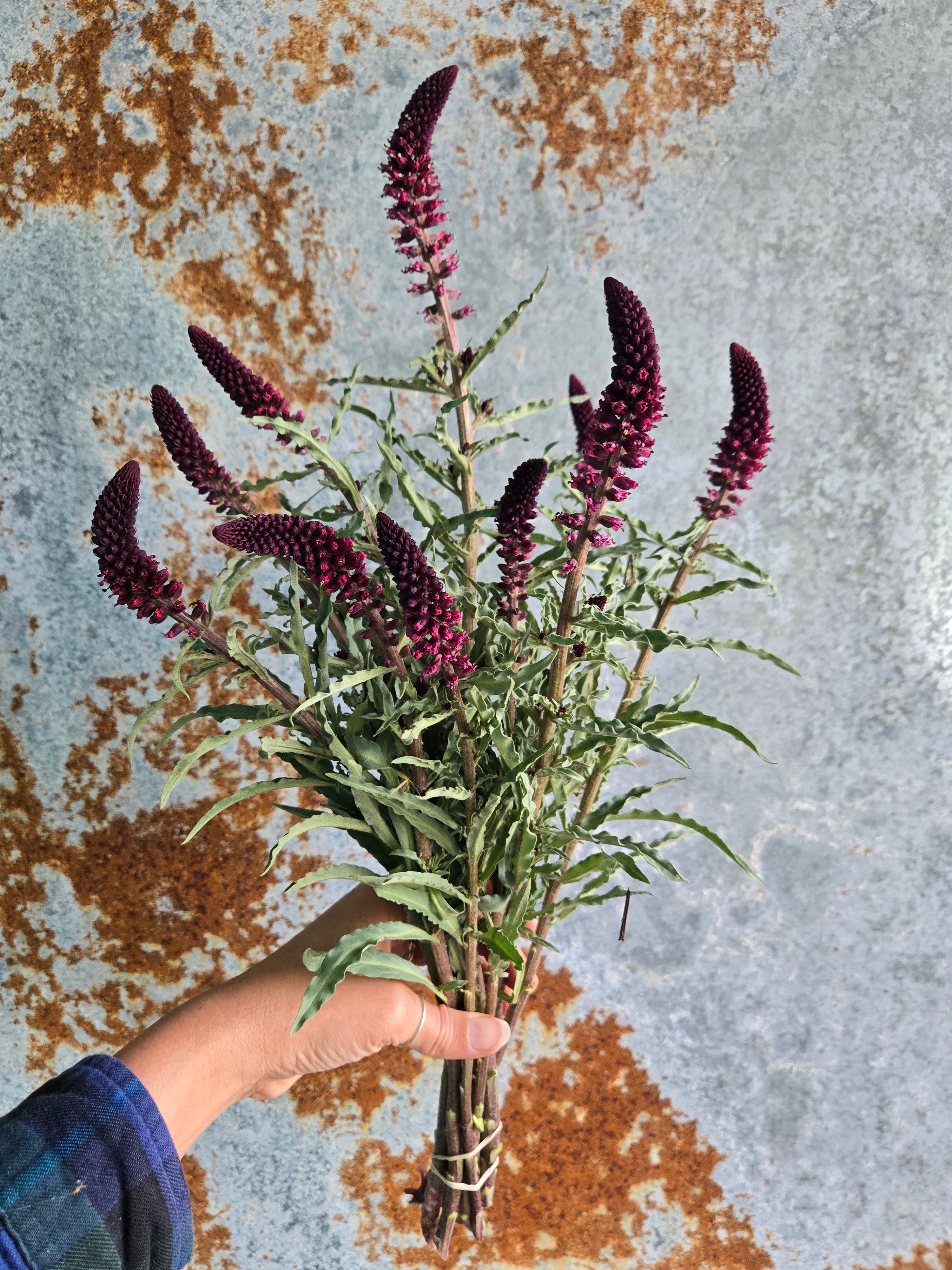 Lysimachia- Beaujolais