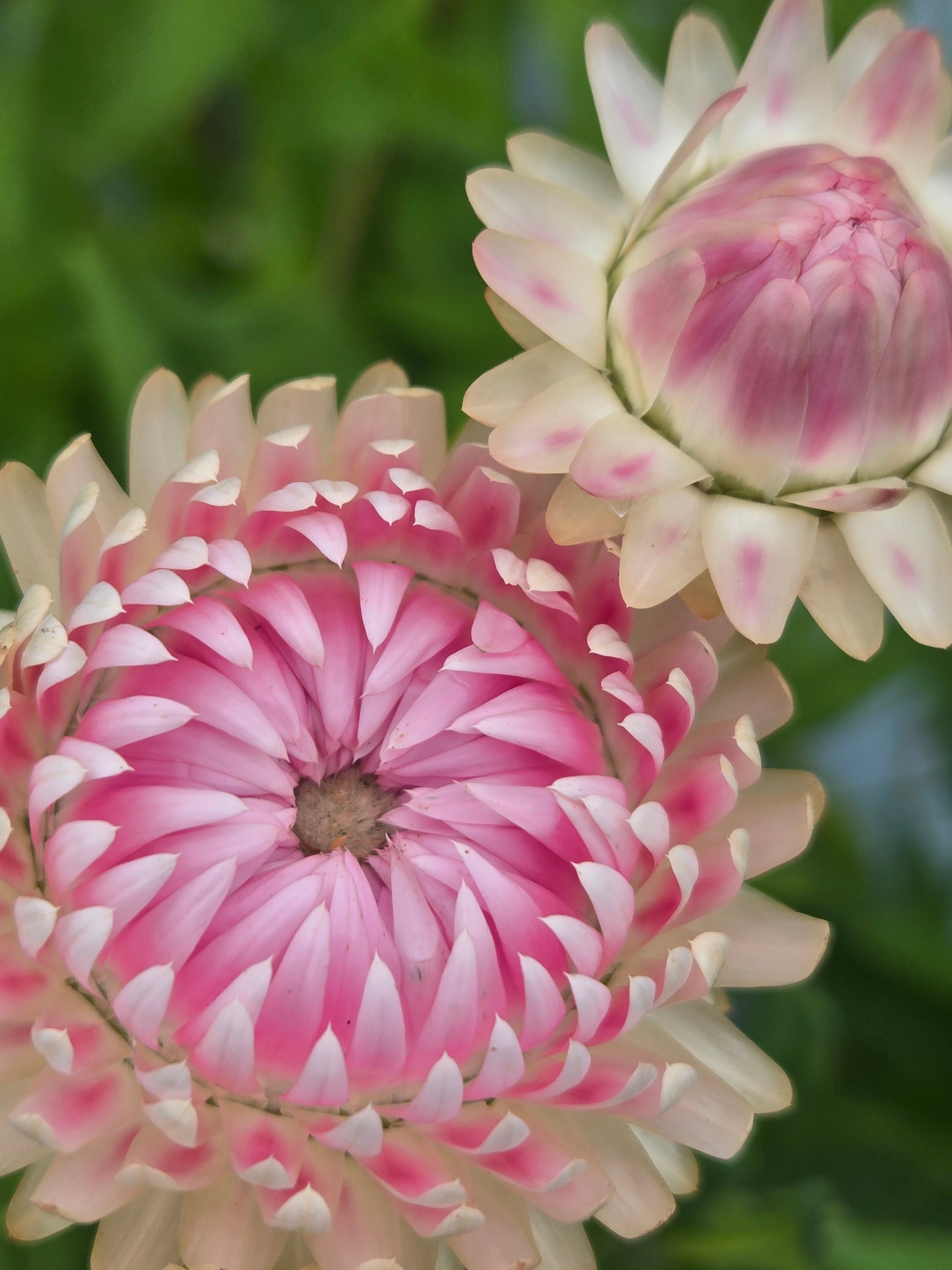 Strawflower
