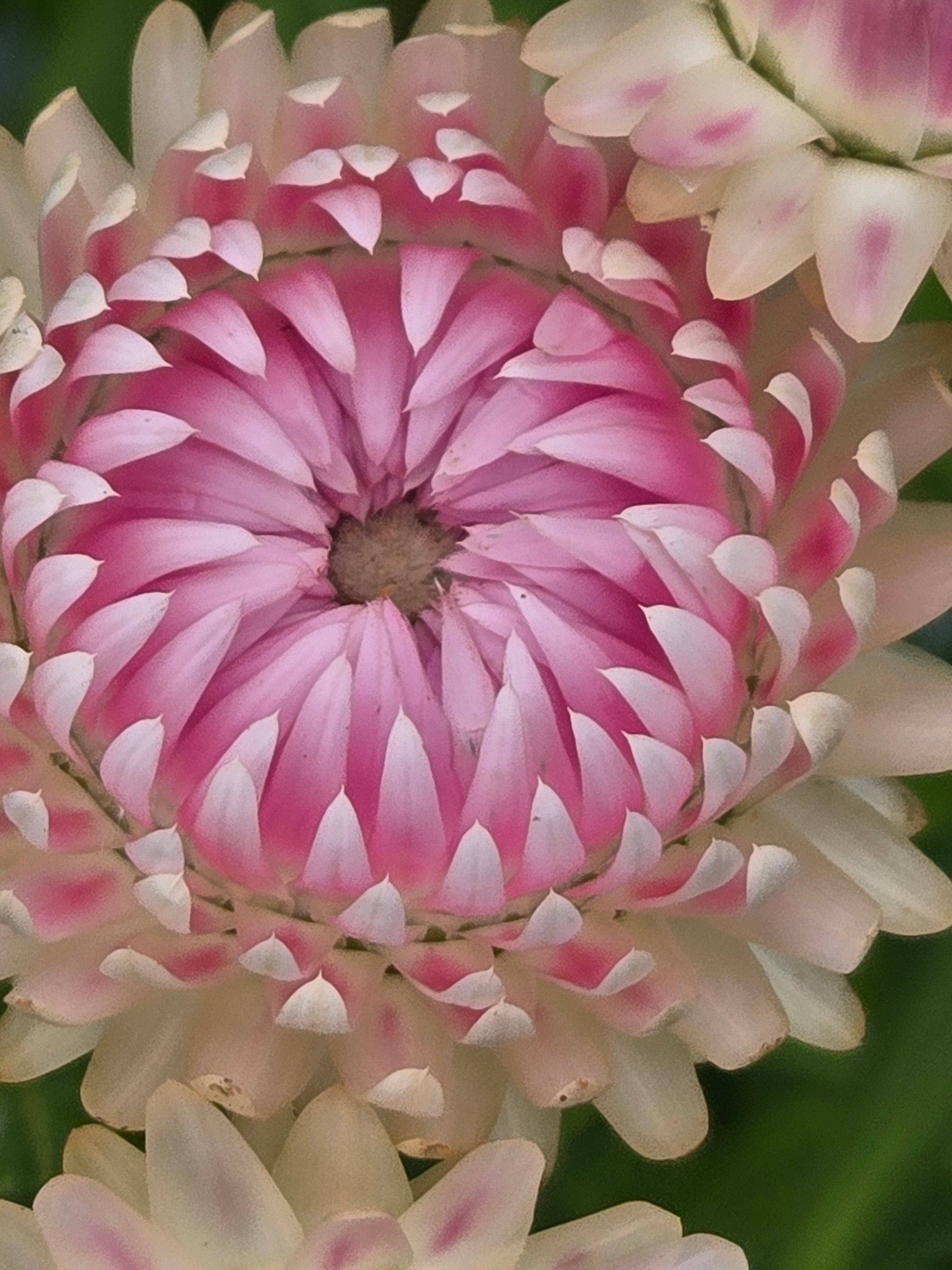 Strawflower