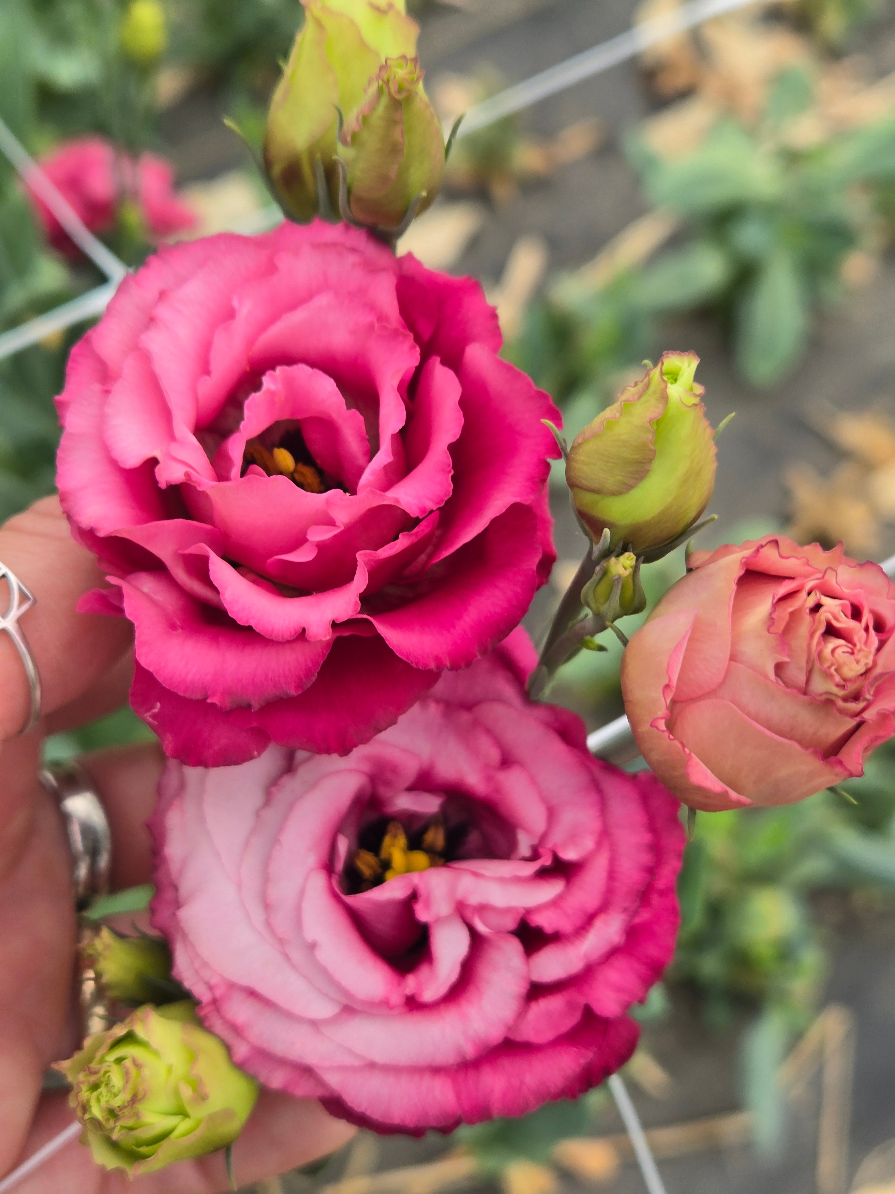 Lisianthus