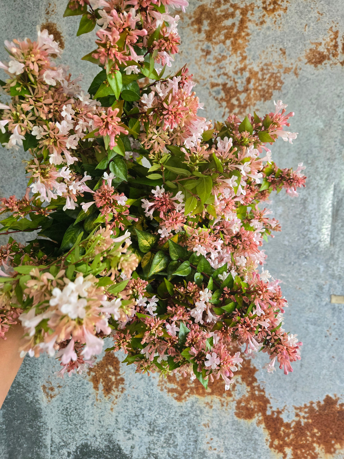 Abelia- Canyon Creek