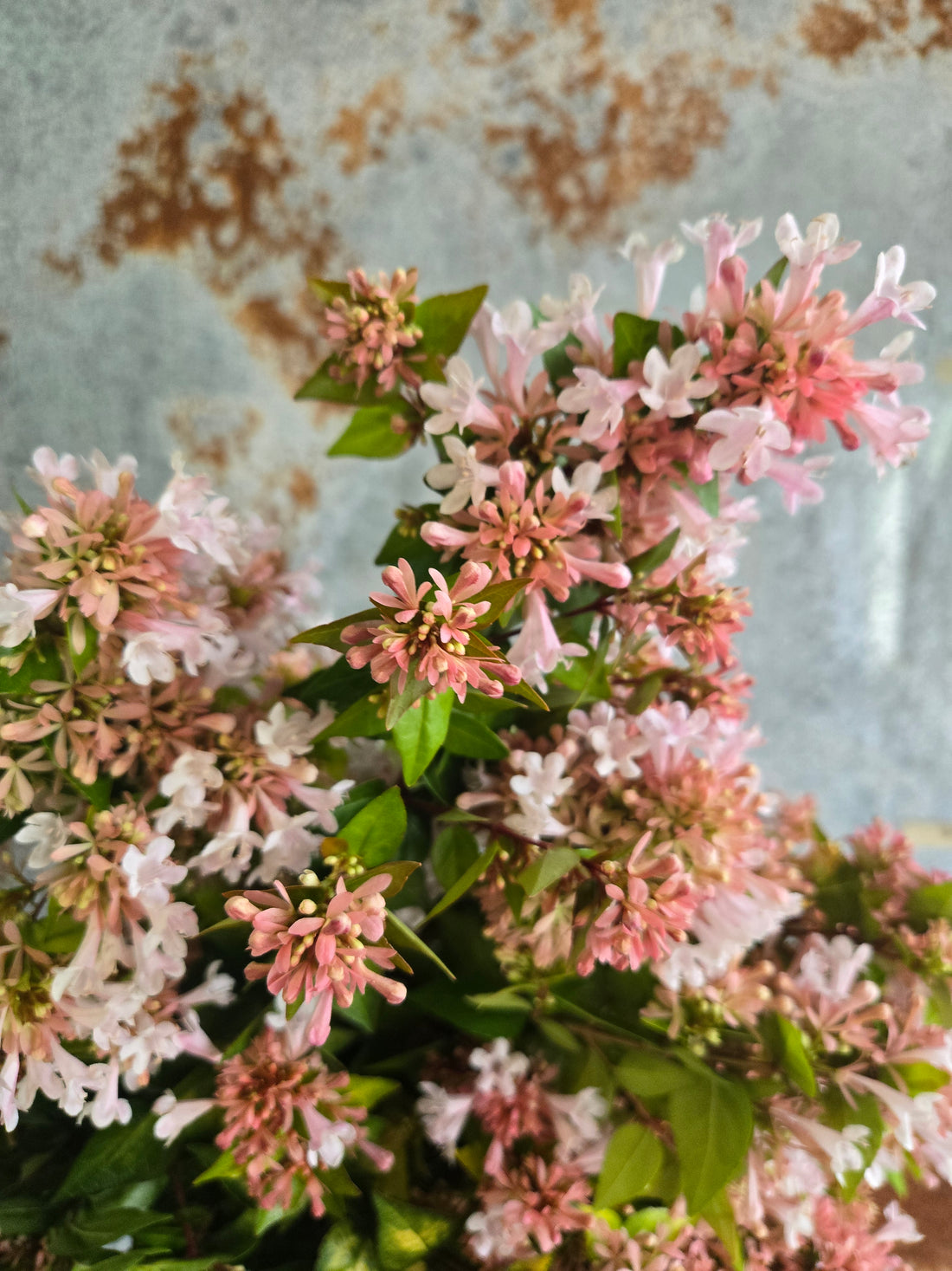 Abelia- Canyon Creek