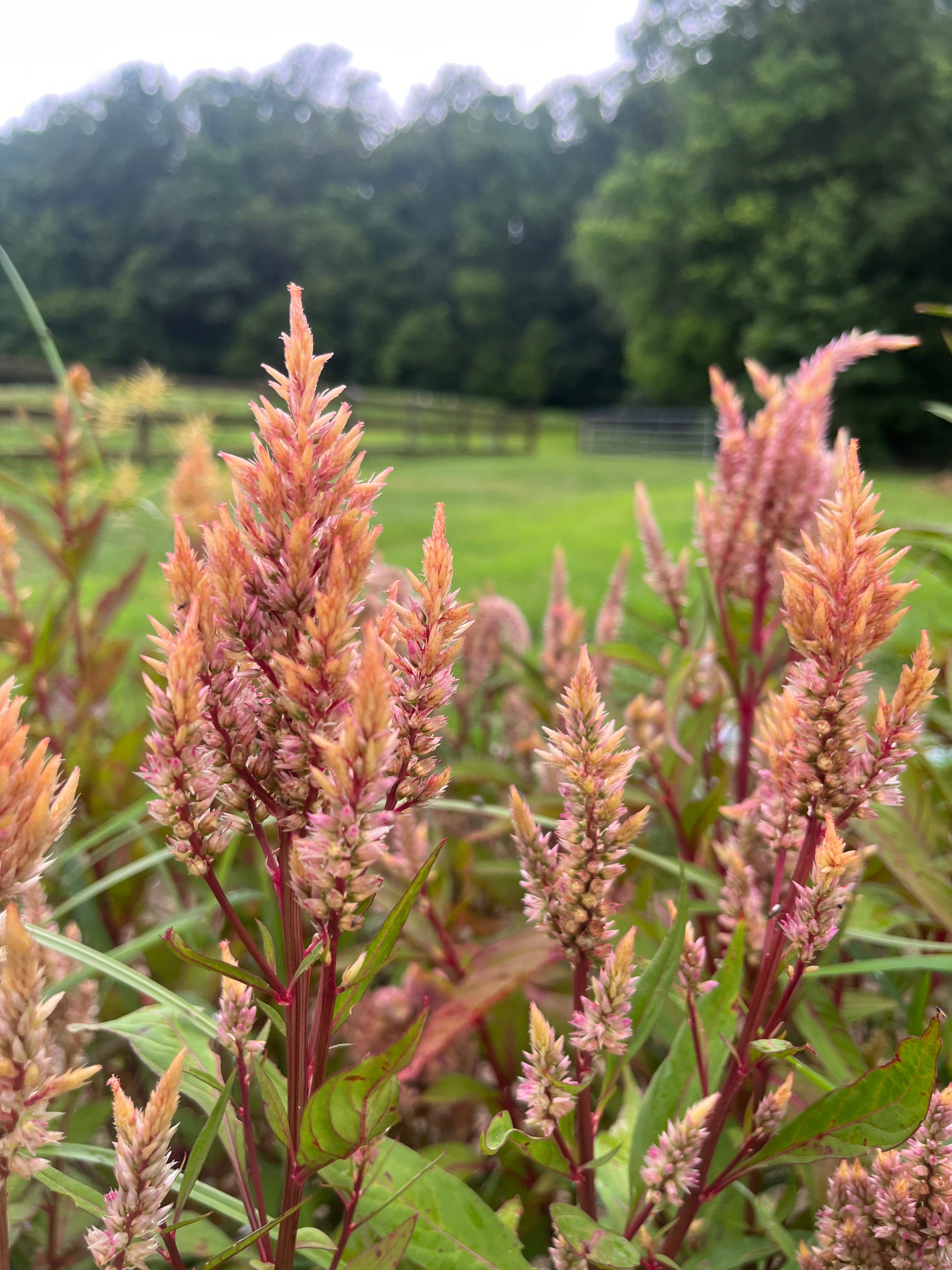 Celosia Plumed