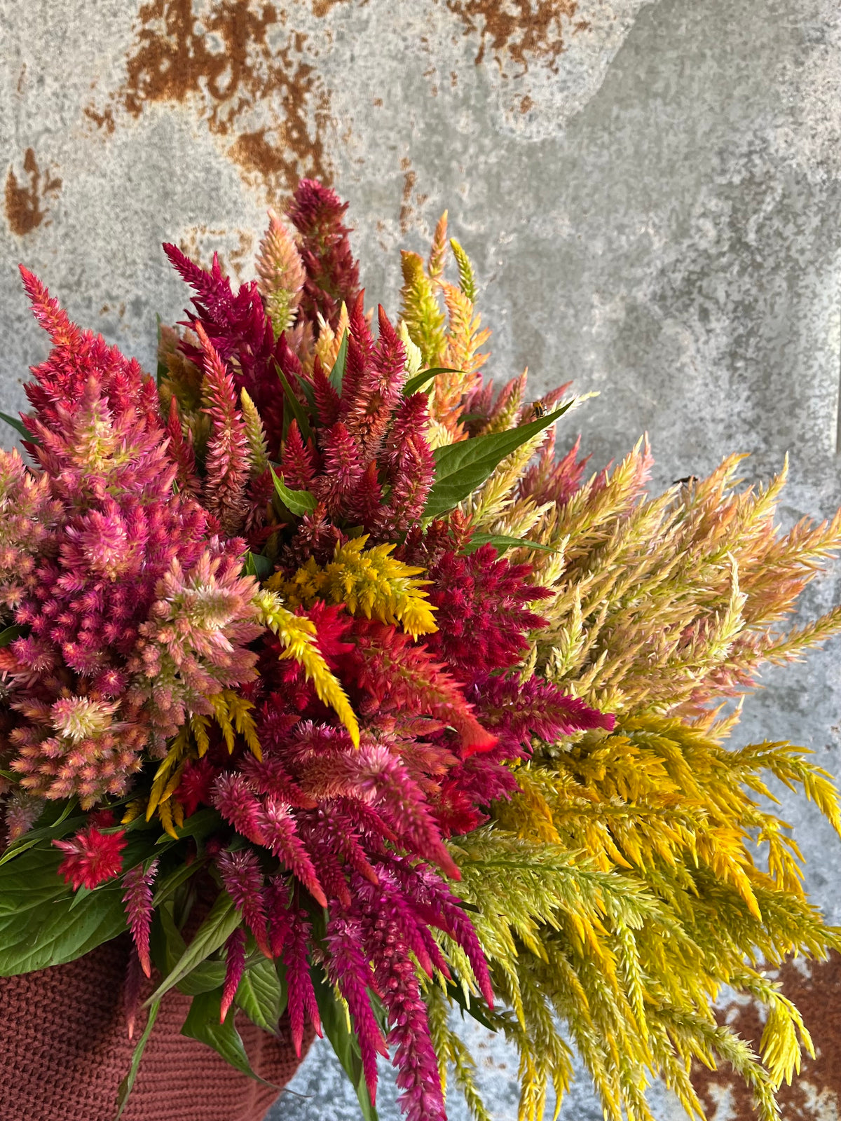 Celosia Plumed