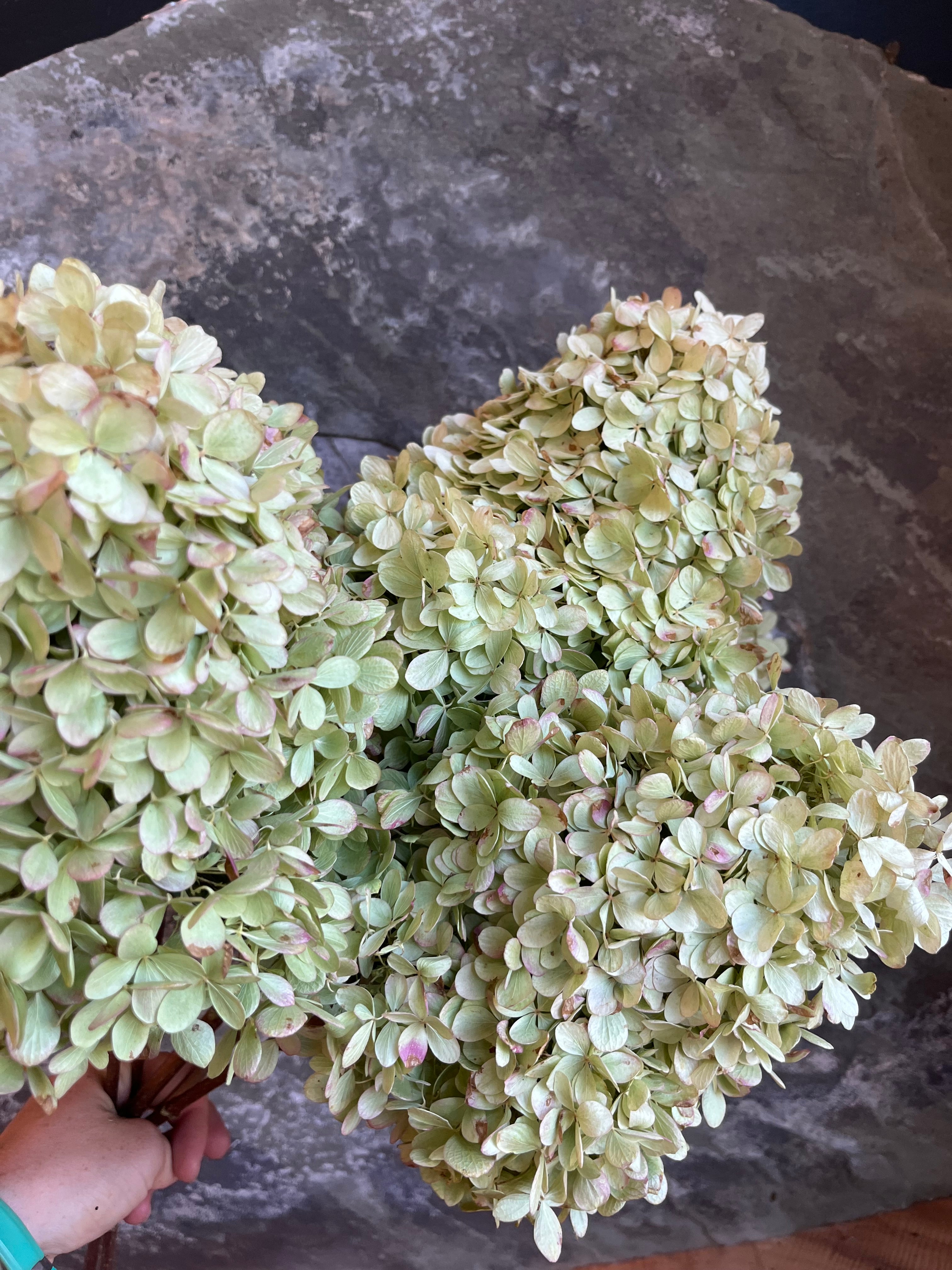 Hydrangea - DRIED