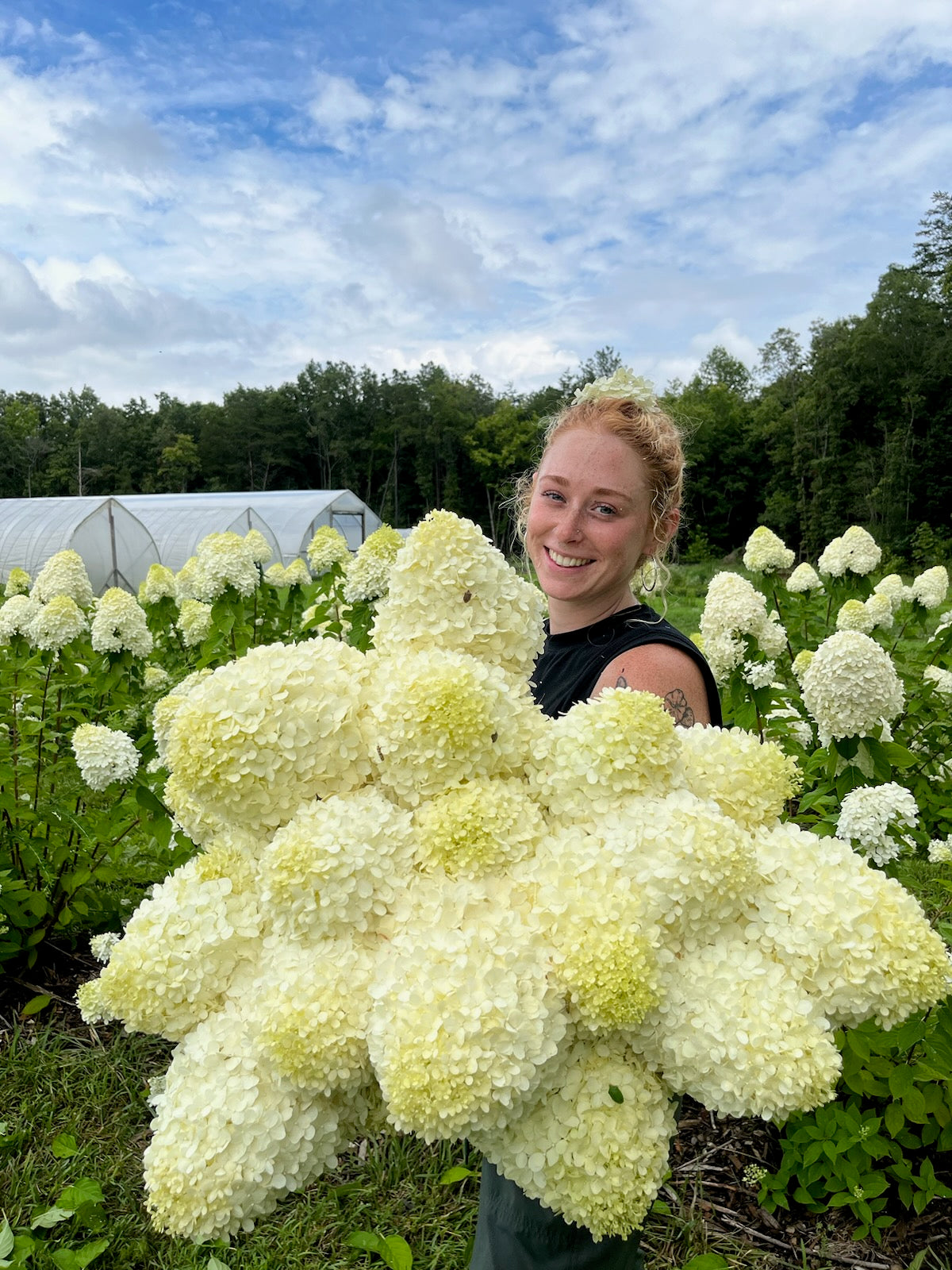 Hydrangea