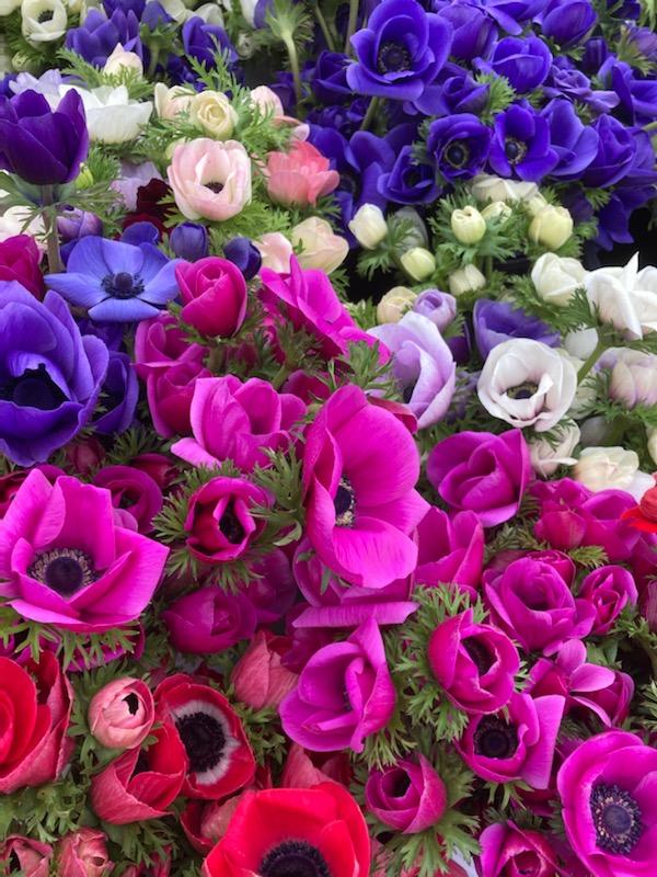 Anemone