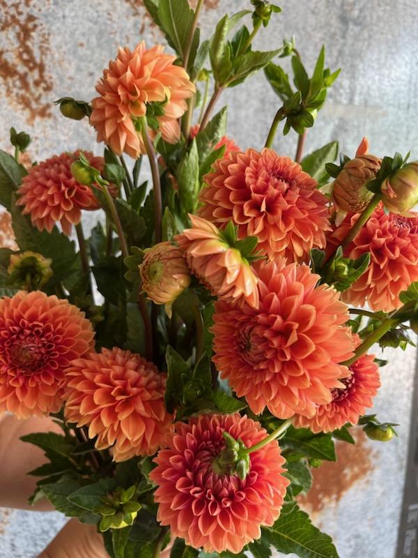 Dahlia