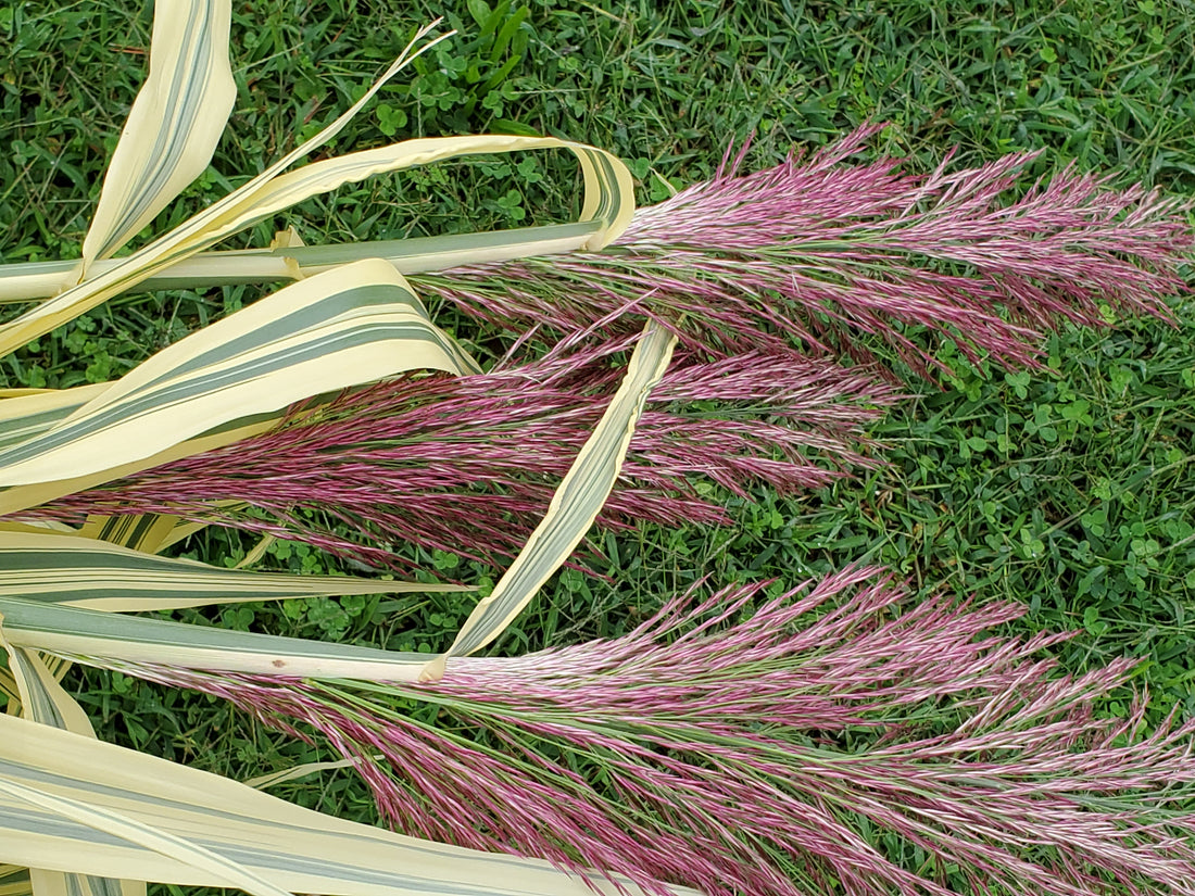 Arundo Donax- Peppermint Stick