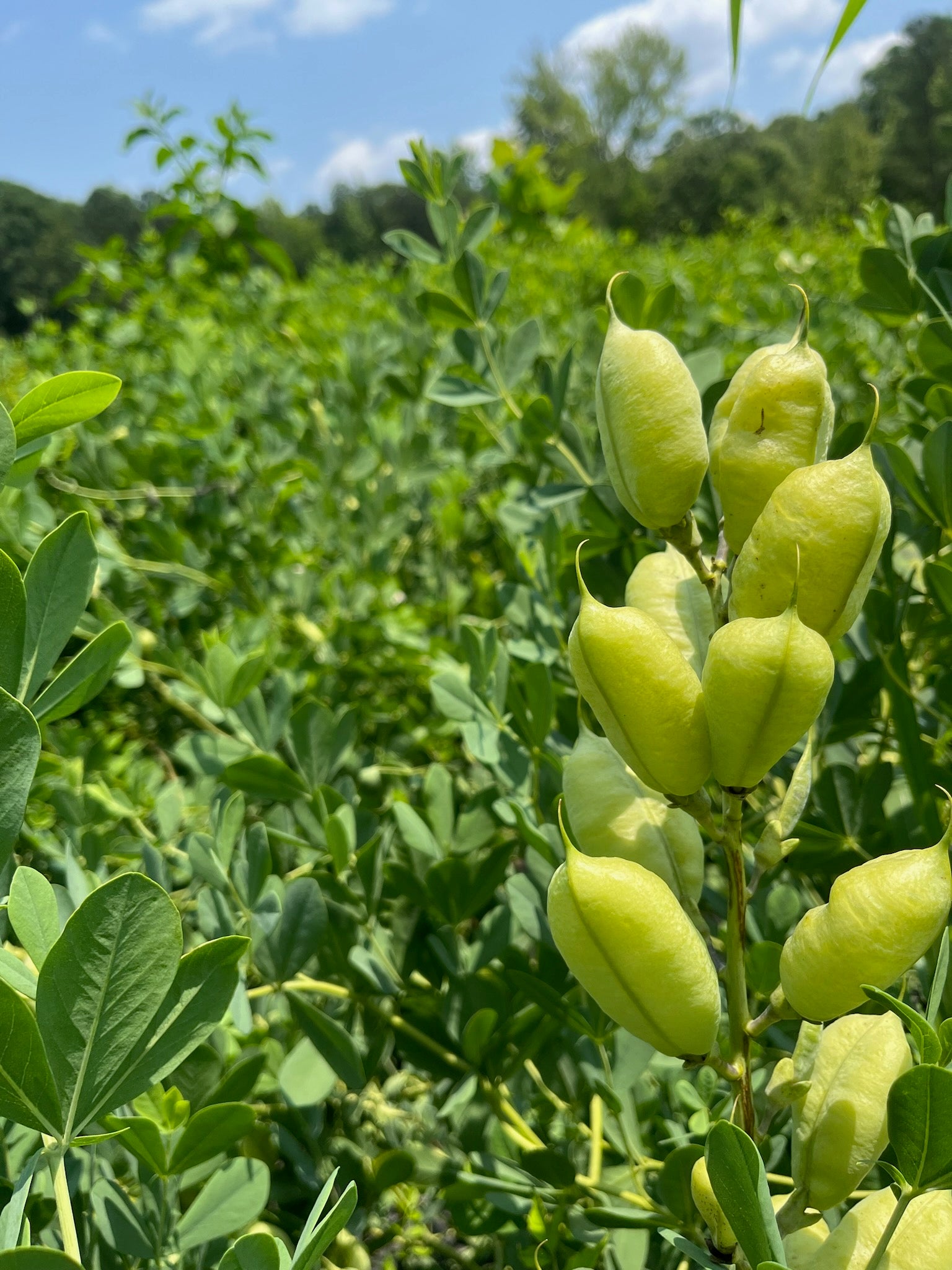 Baptesia Pods