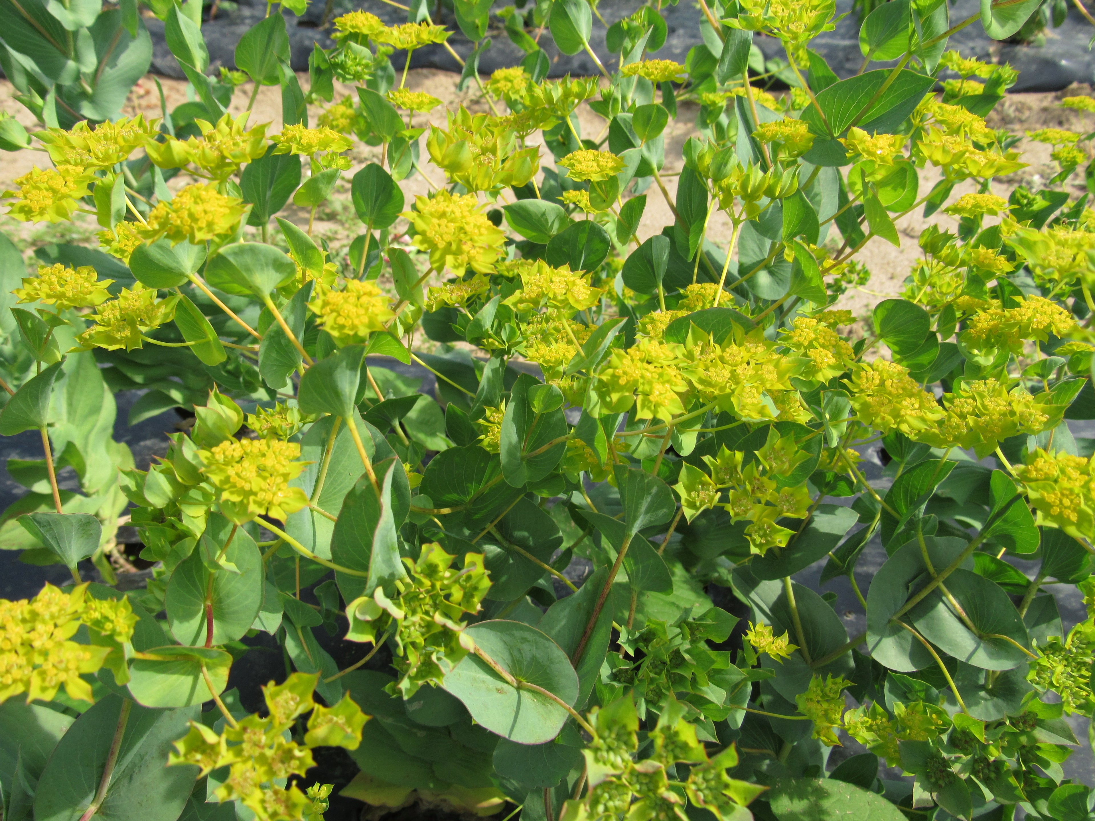 Bupleurum