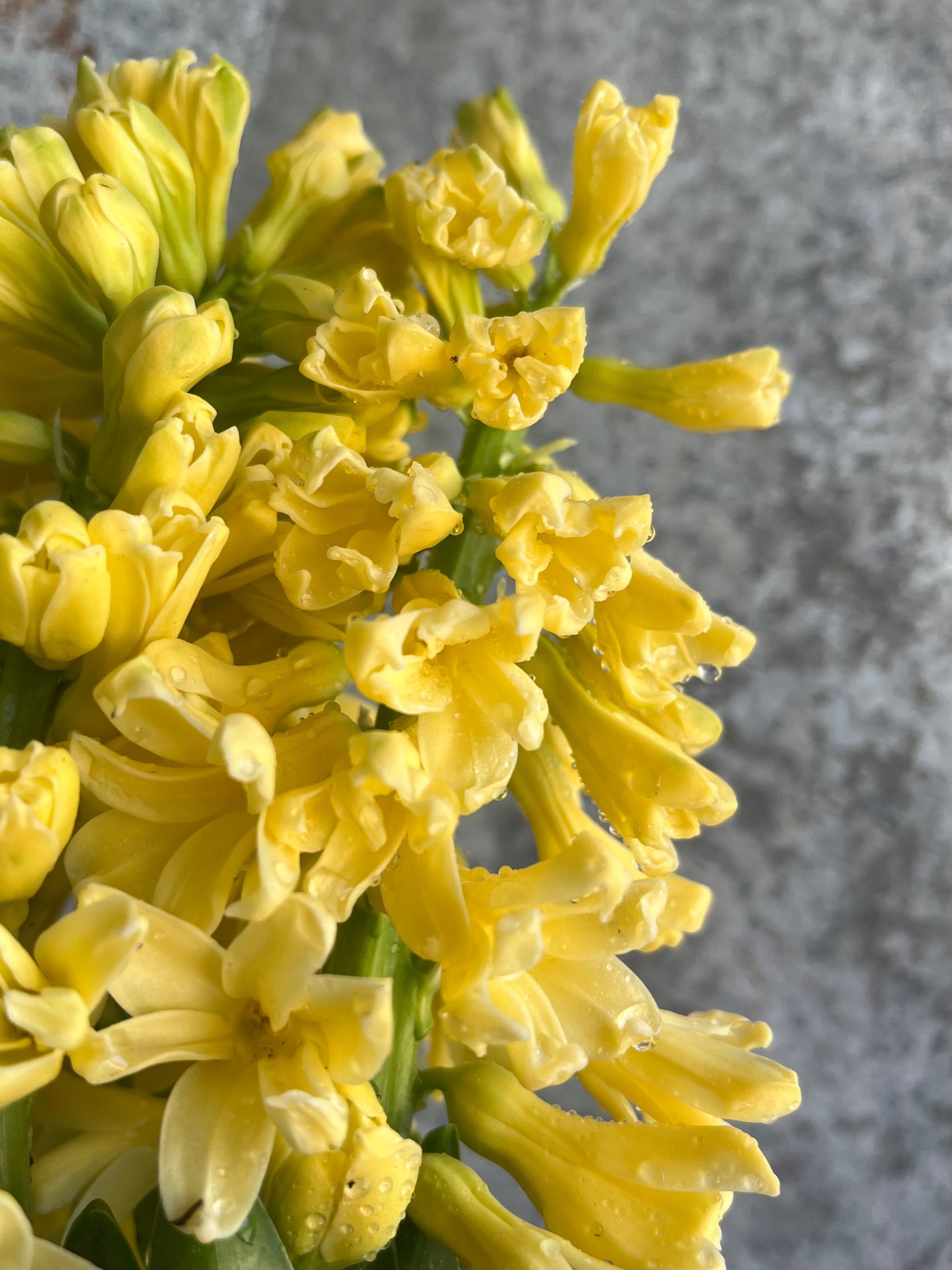 Hyacinth