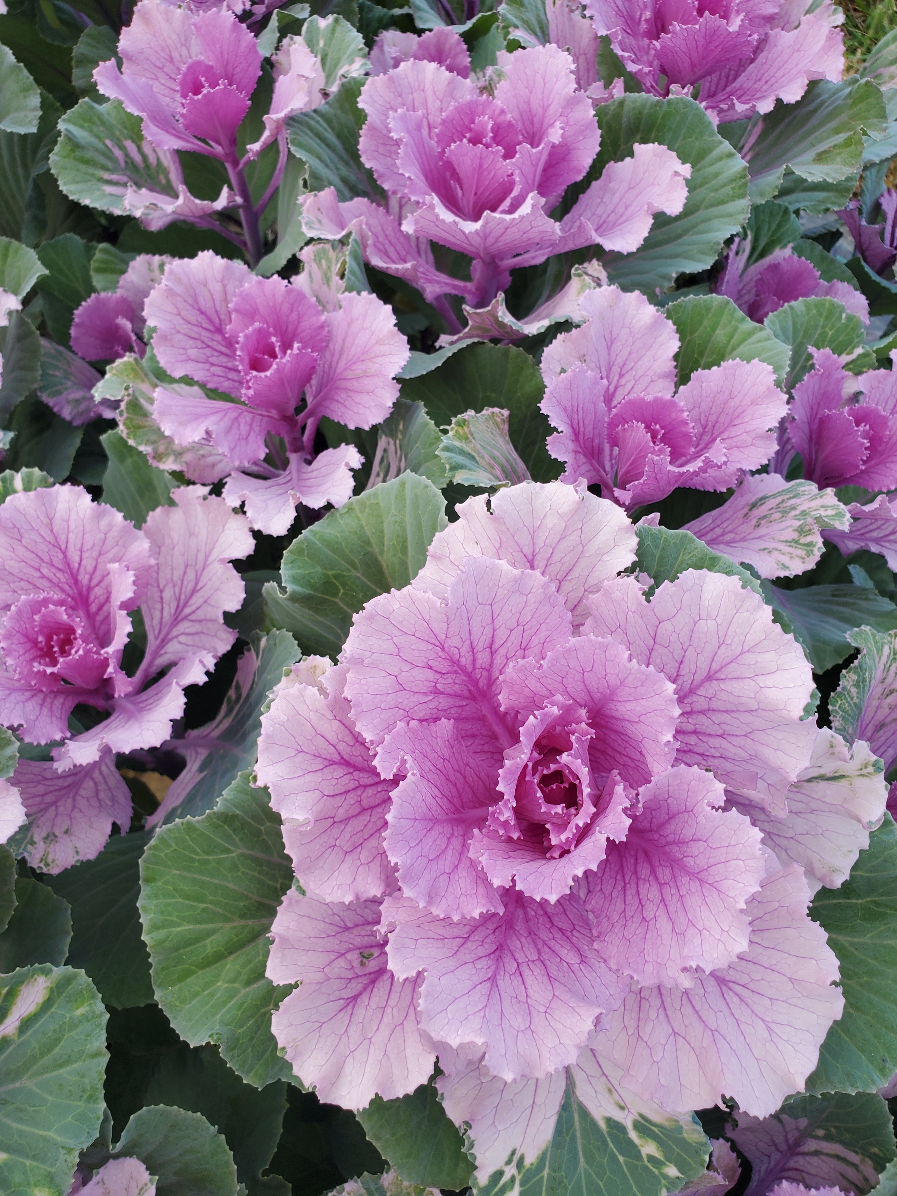 Cabbage- Ornamental