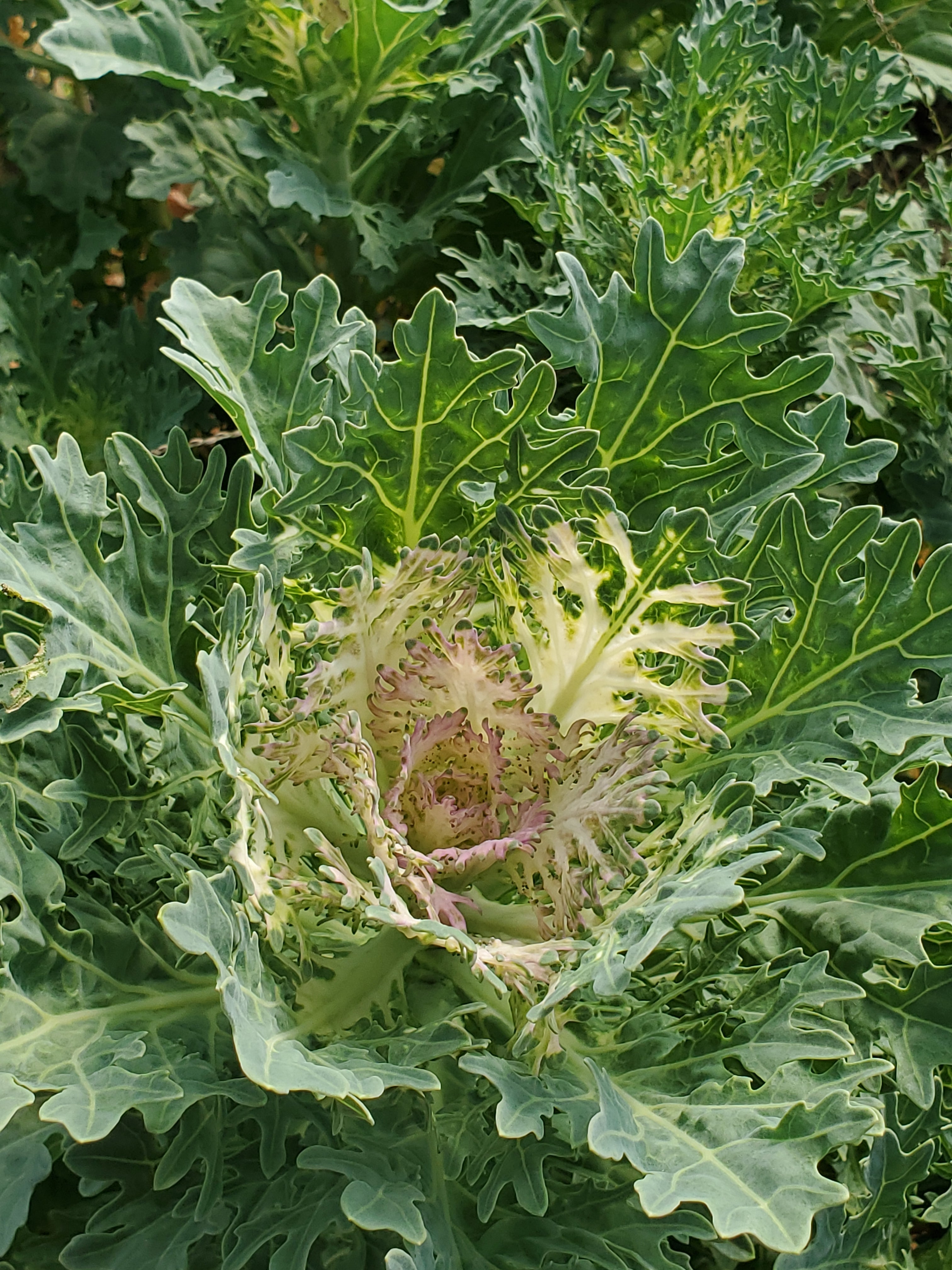 Cabbage- Ornamental