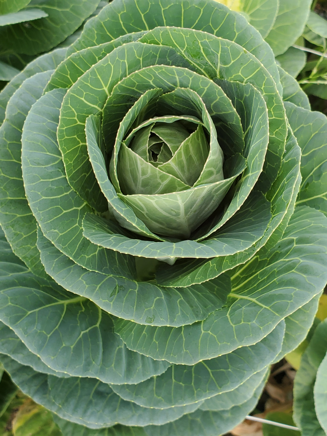 Cabbage- Ornamental