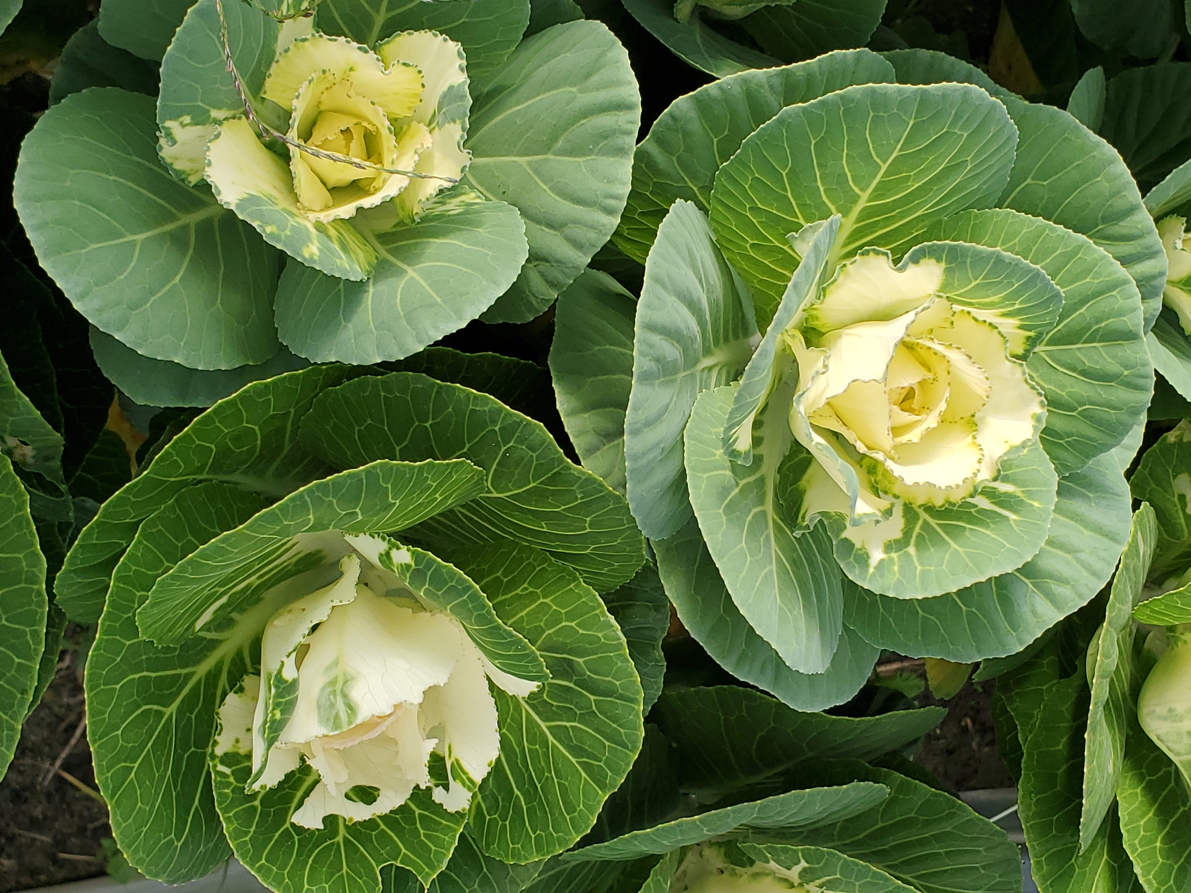Cabbage- Ornamental