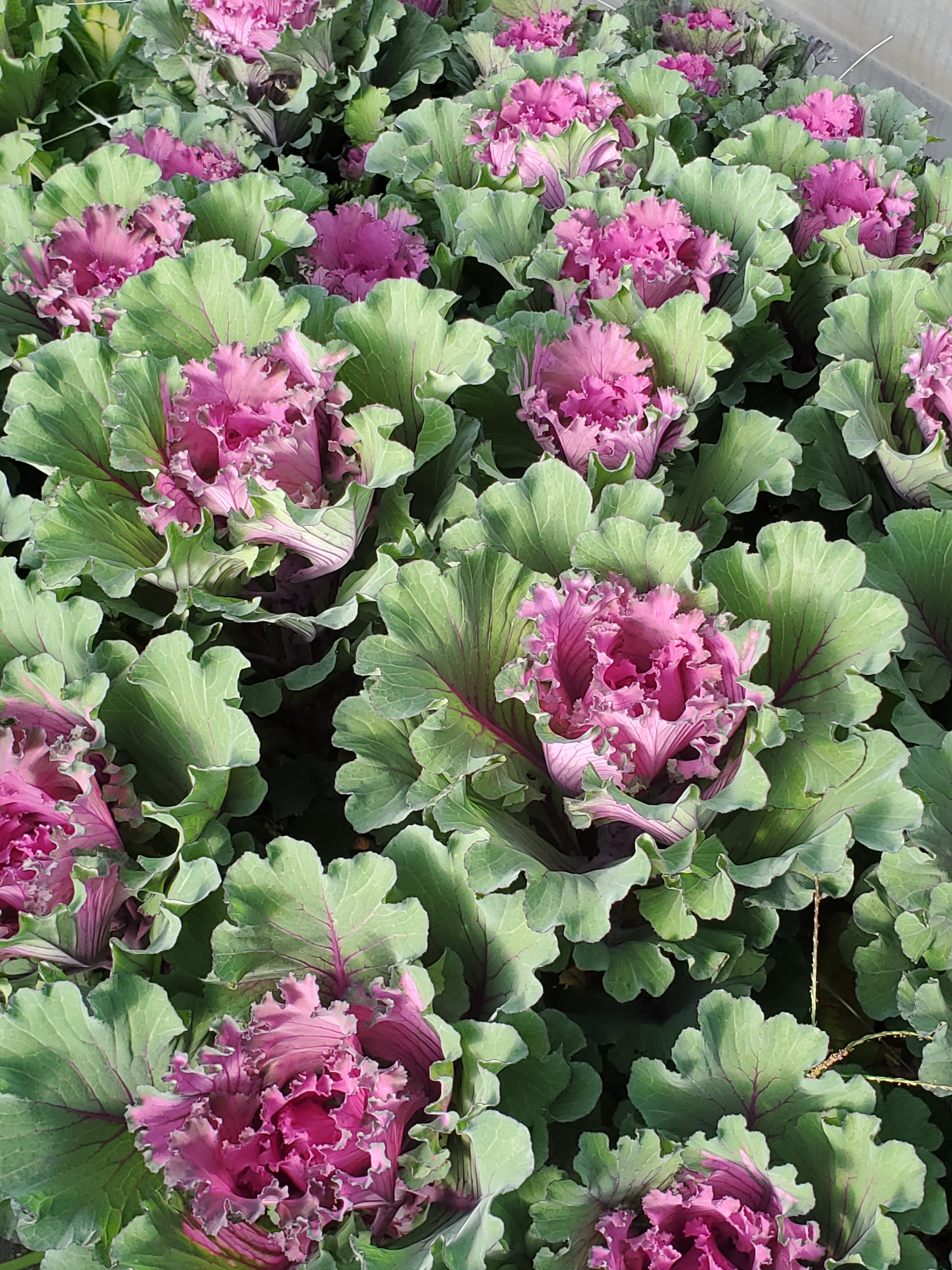 Cabbage- Ornamental