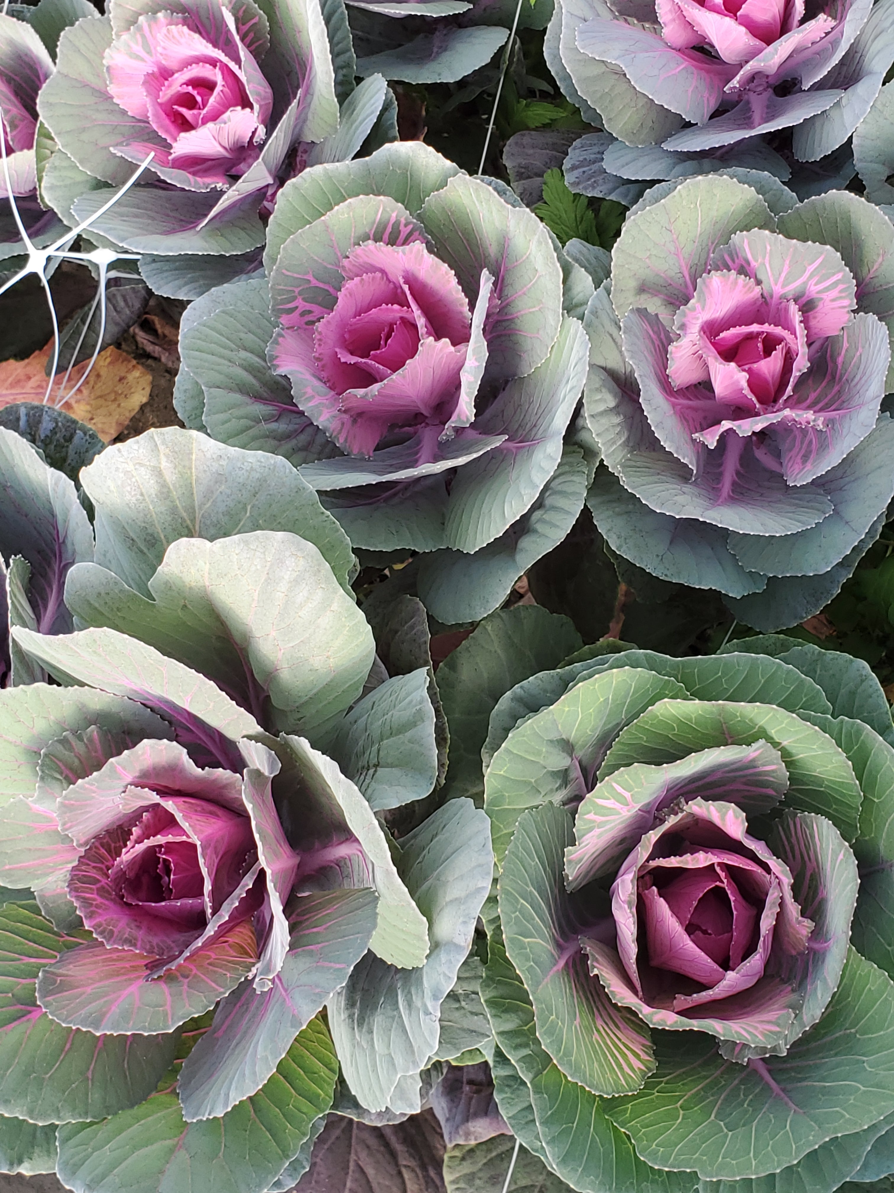 Cabbage- Ornamental