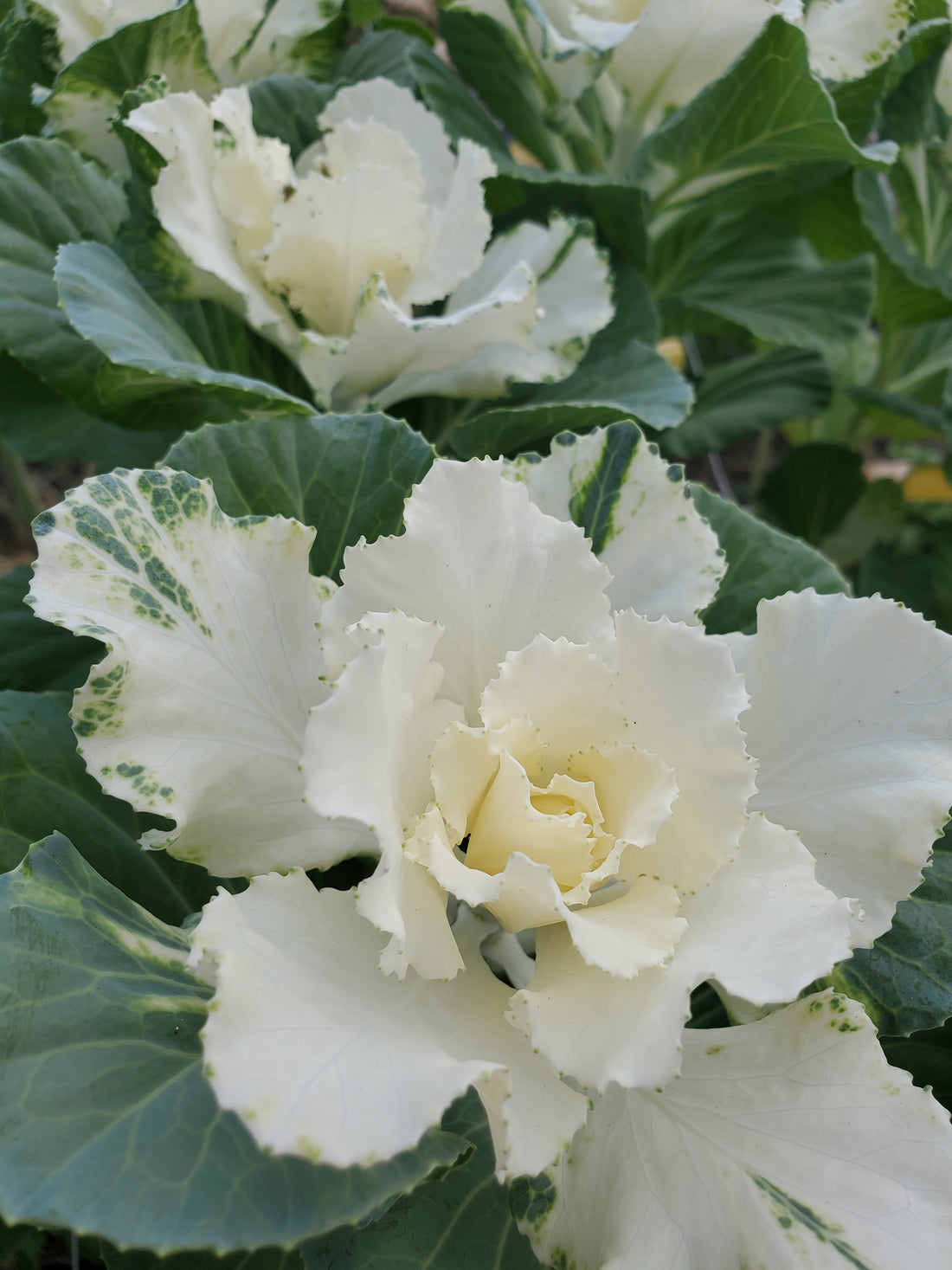 Cabbage- Ornamental