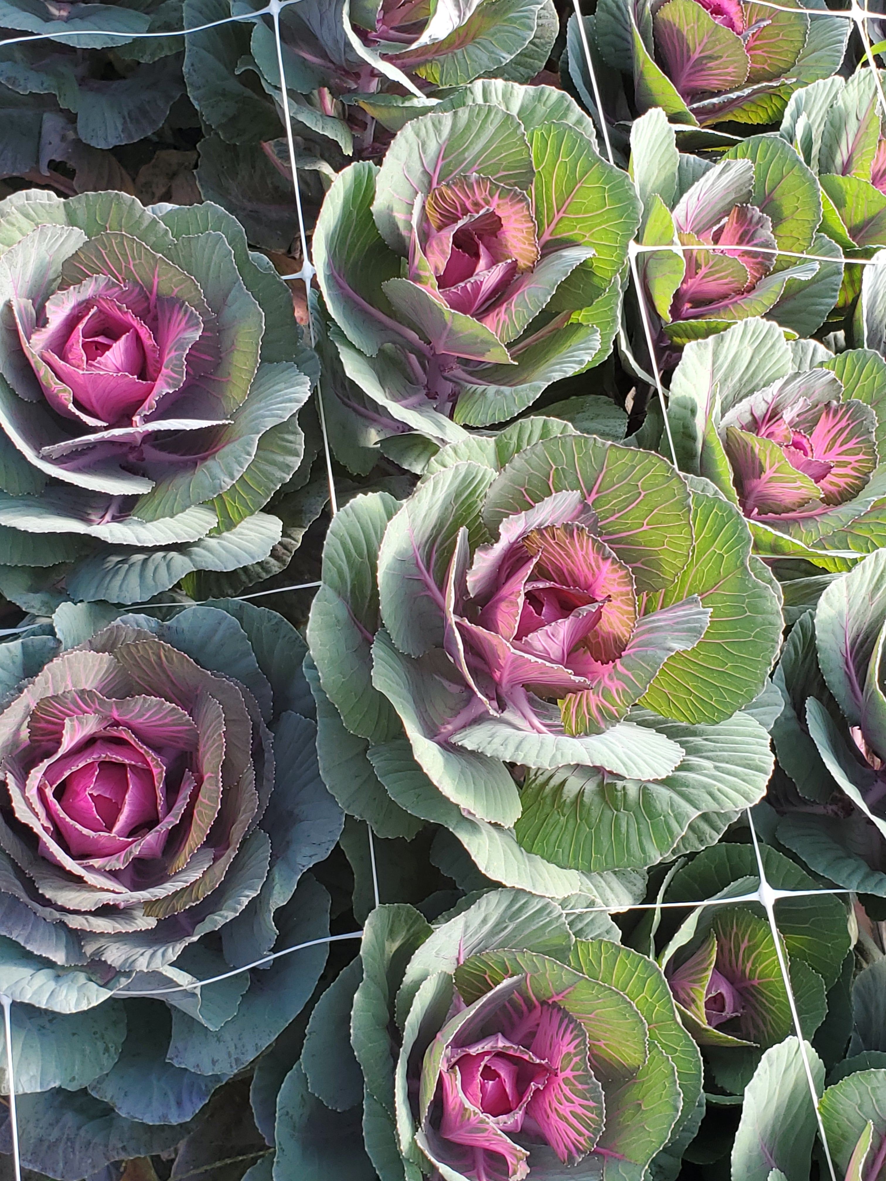 Cabbage- Ornamental