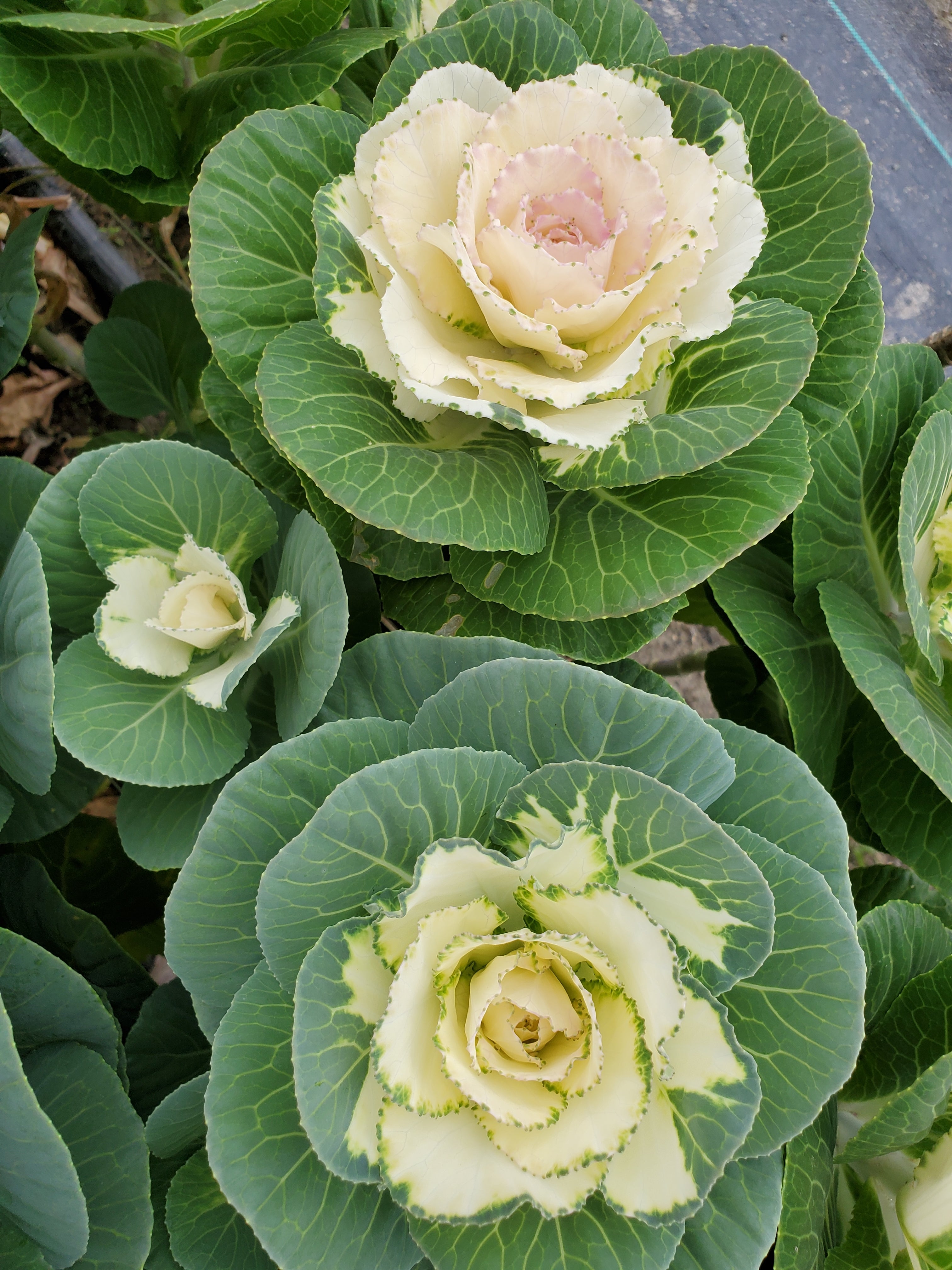 Cabbage- Ornamental