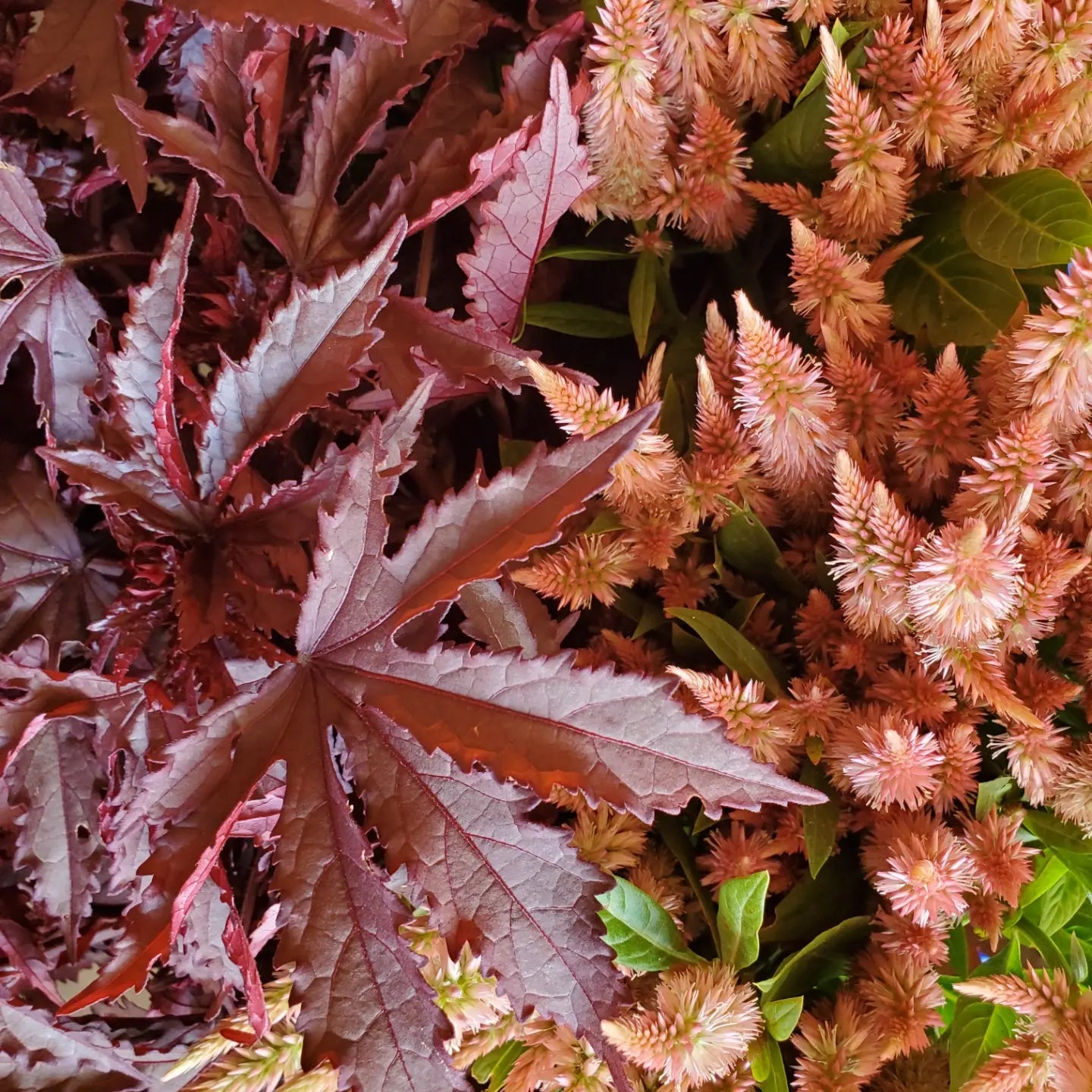 Celosia Plumed