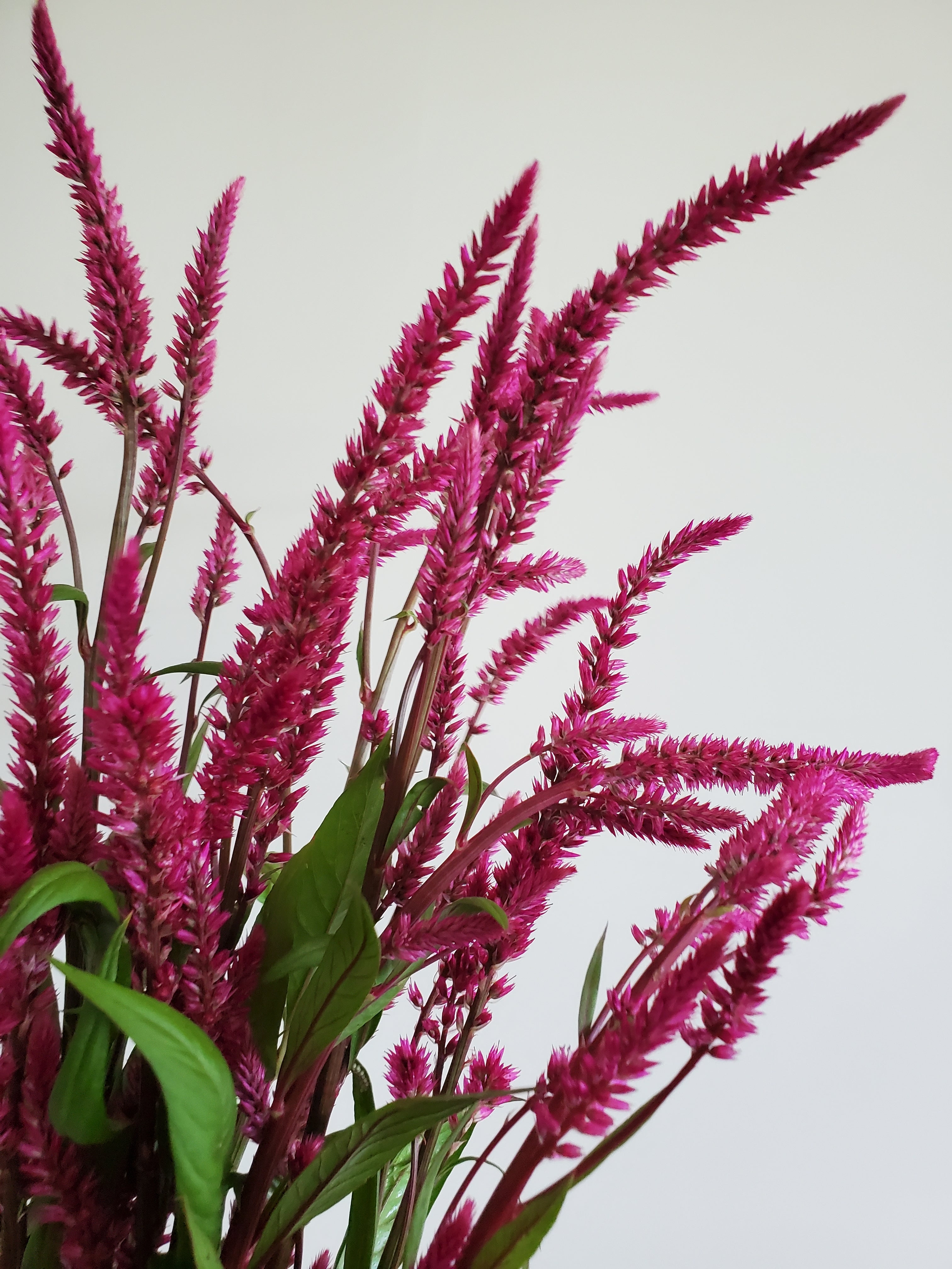 Celosia Plumed