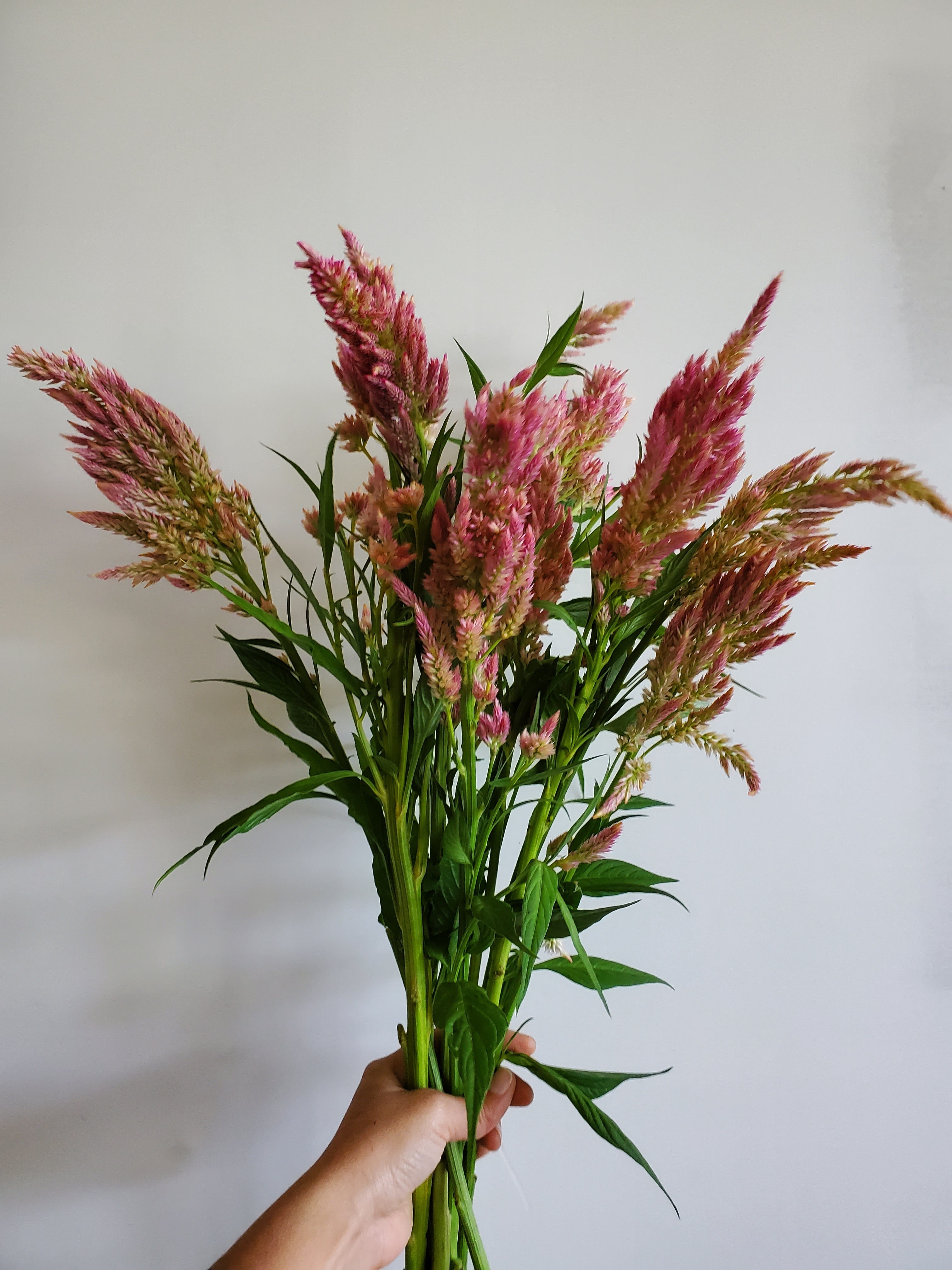 Celosia Plumed