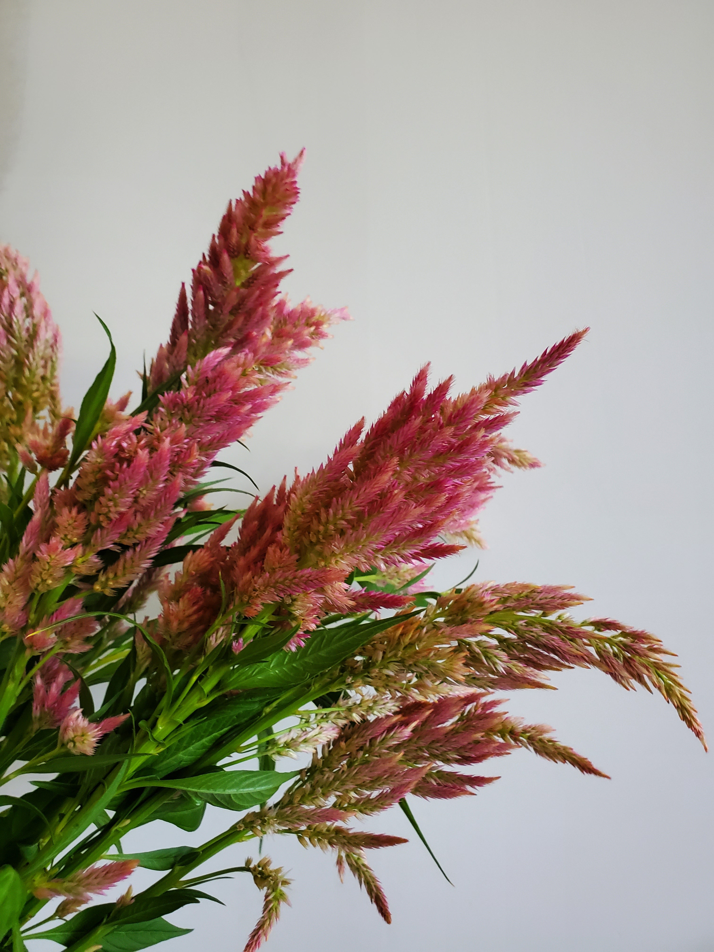 Celosia Plumed