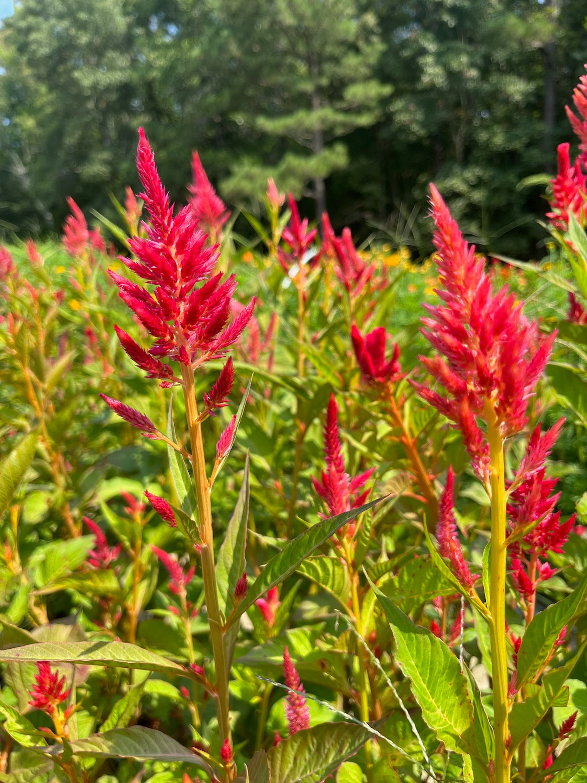 Celosia Plumed