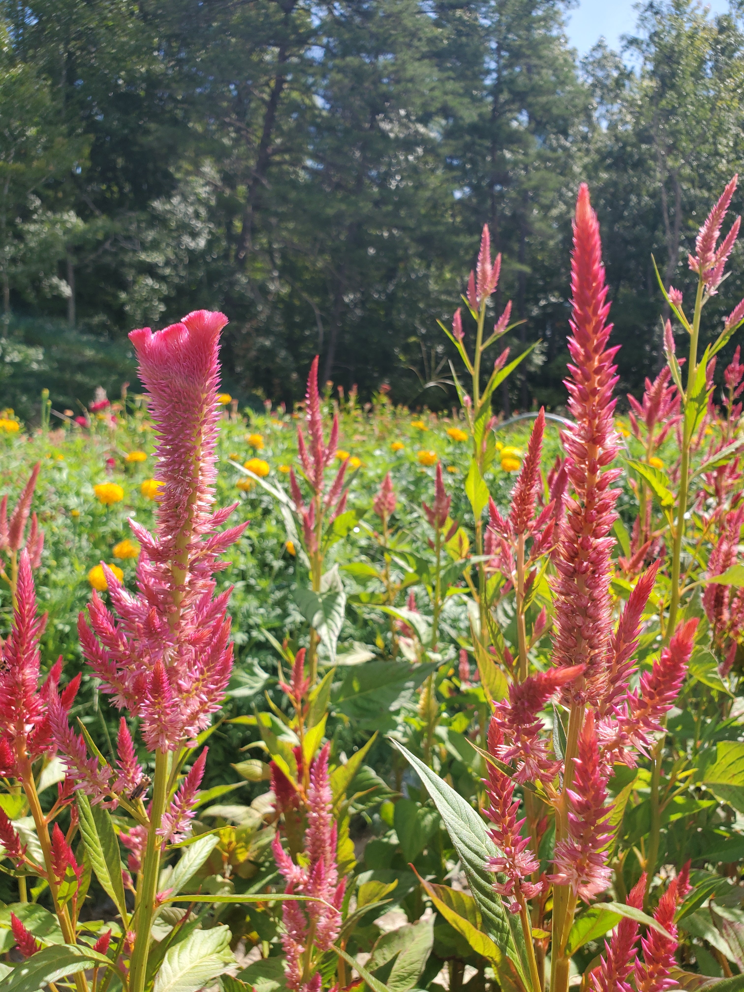 Celosia Plumed