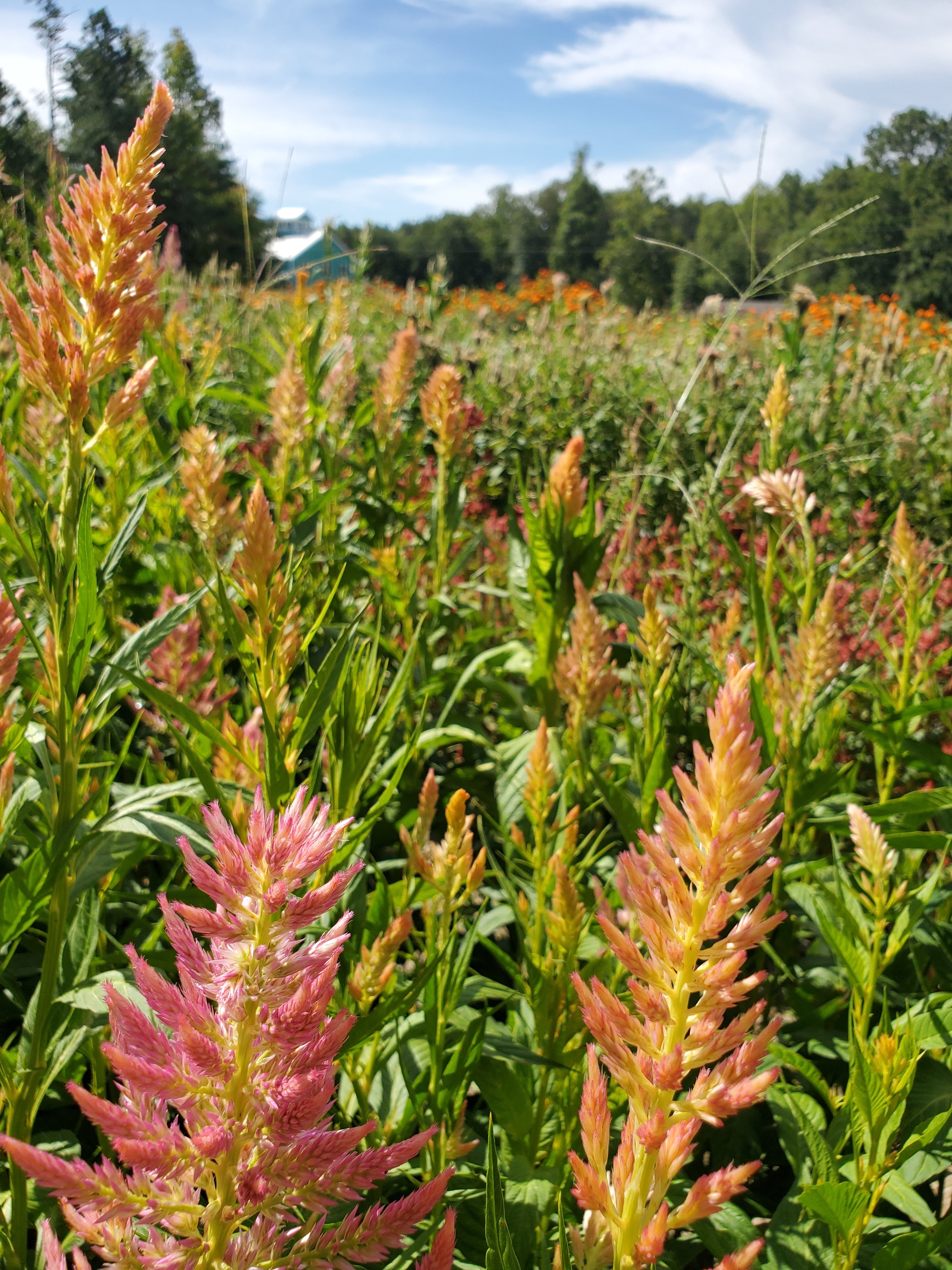 Celosia Plumed
