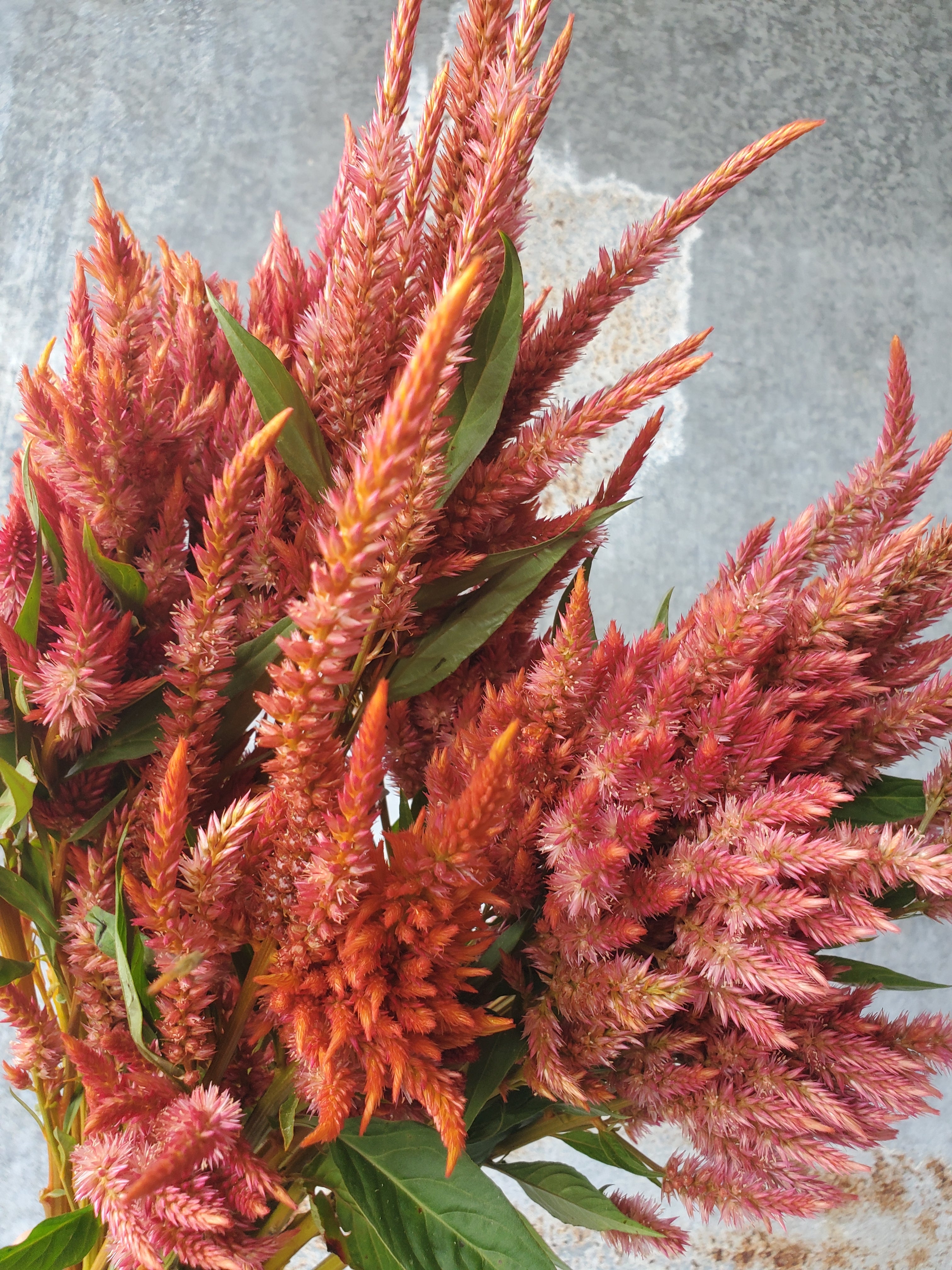 Celosia Plumed