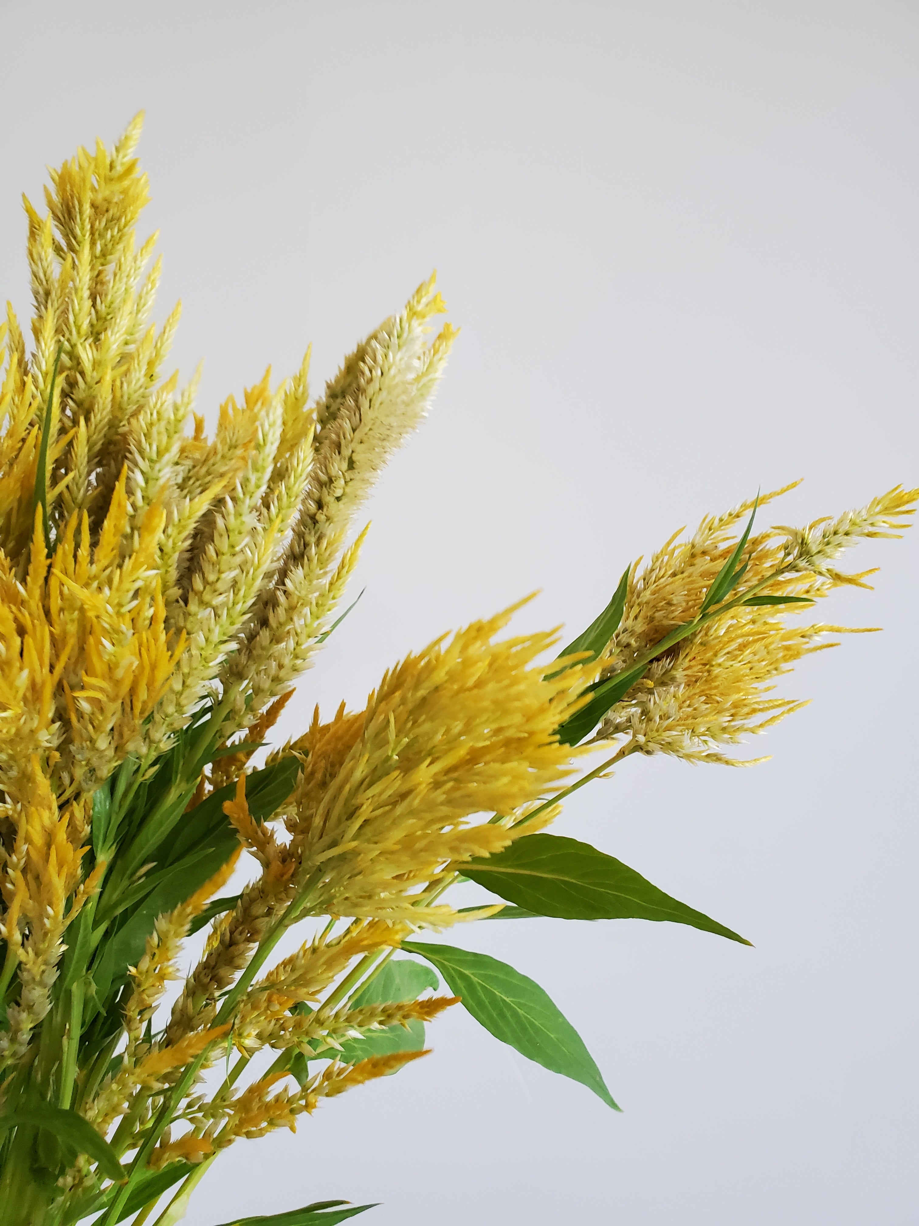 Celosia Plumed