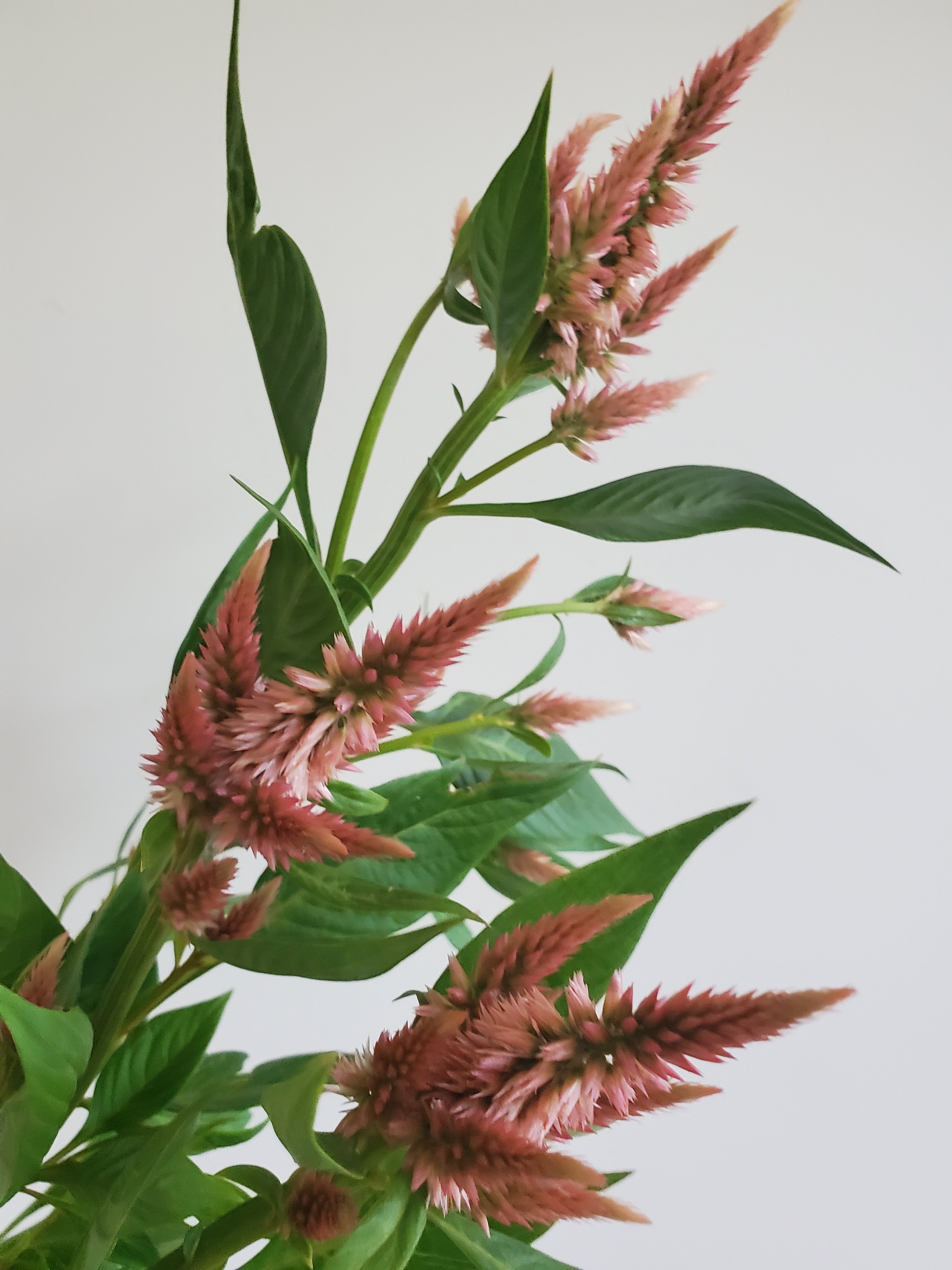 Celosia Plumed
