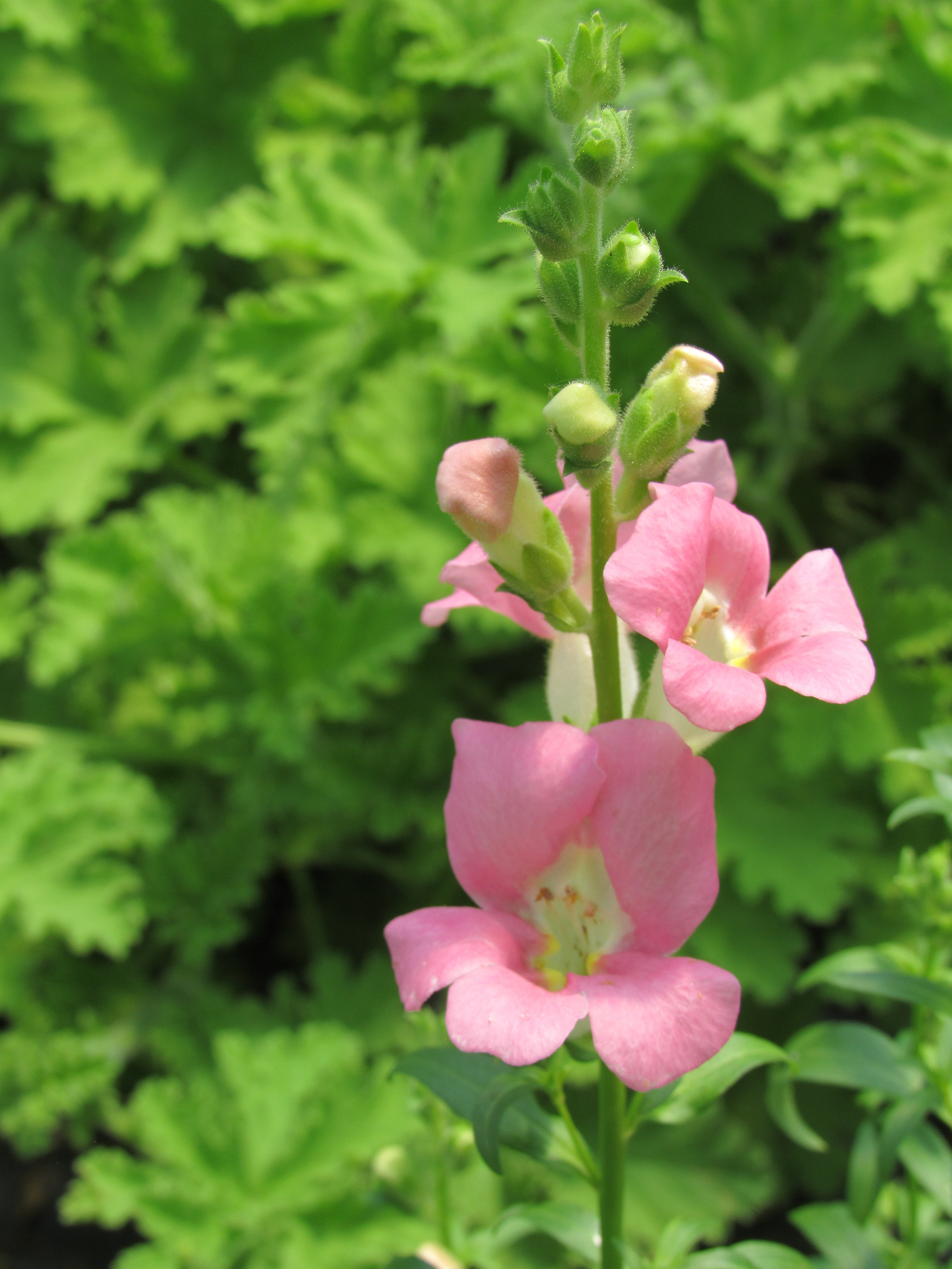 Snapdragon