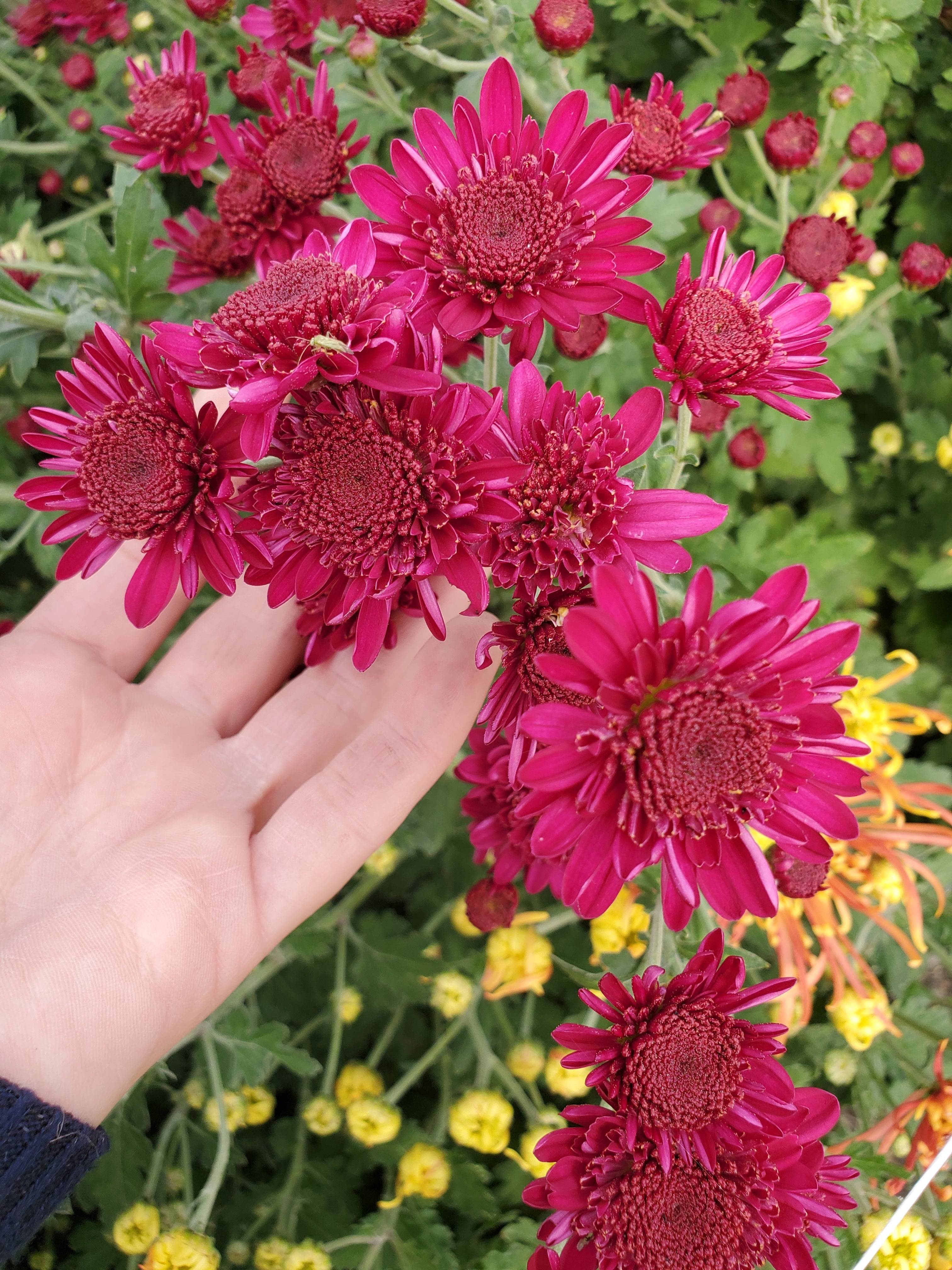 Chrysanthemum