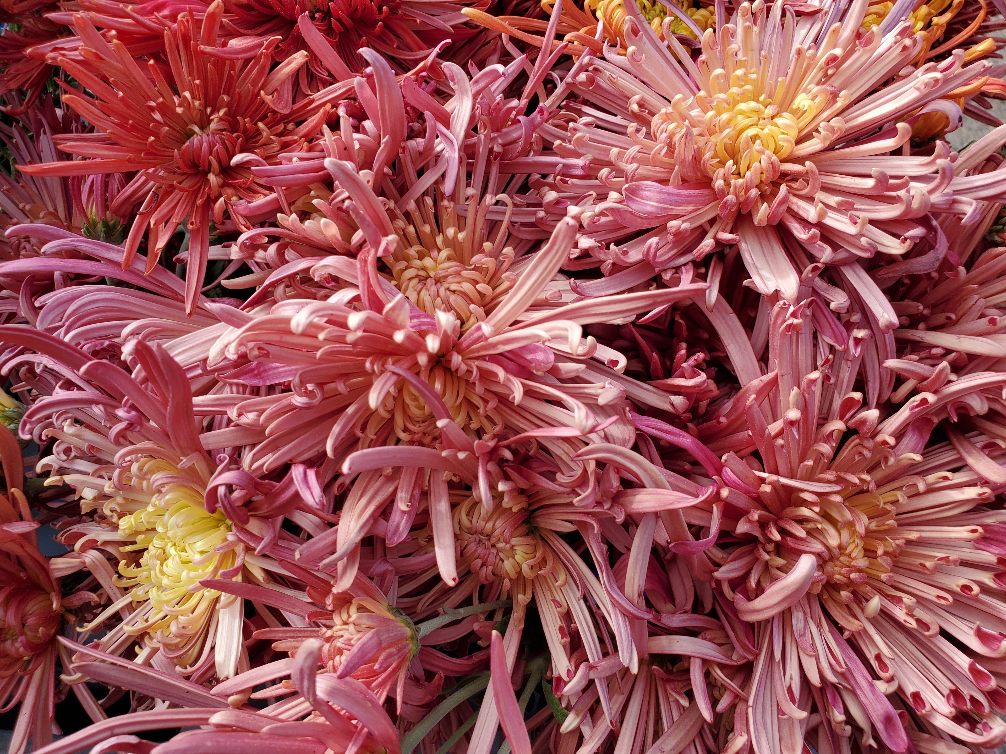 Chrysanthemum