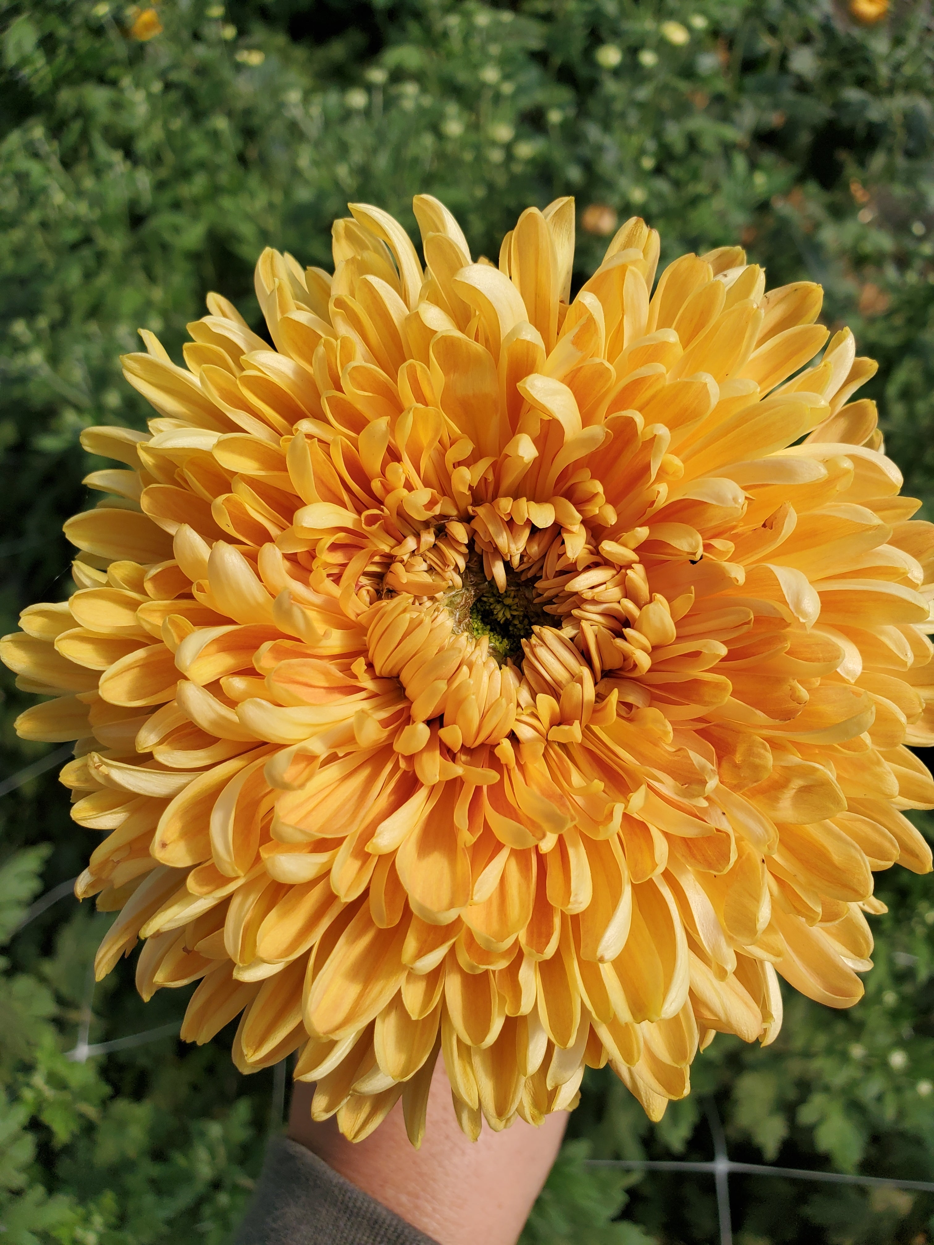 Chrysanthemum