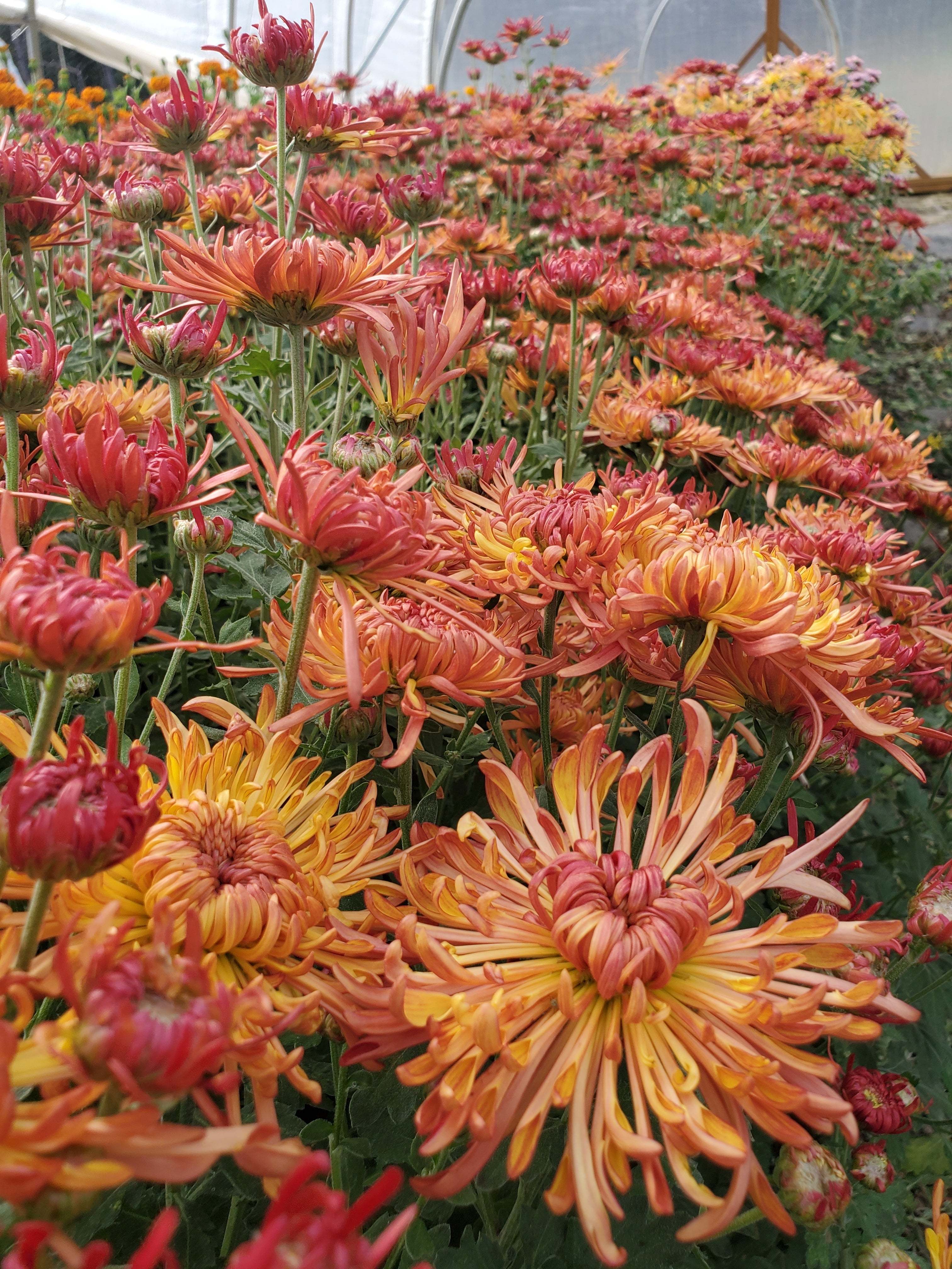 Chrysanthemum